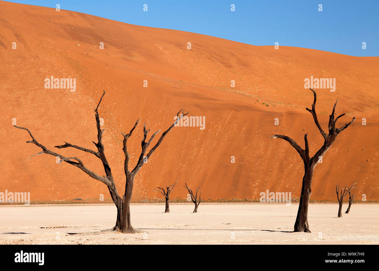 Tote Bäume sagten camelthorn Jahrhunderte alt Gegen das hoch aufragende orange Sand Dünen der Namib Wüste bei Dead Vlei, Wüste Namib, Namibia. Stockfoto