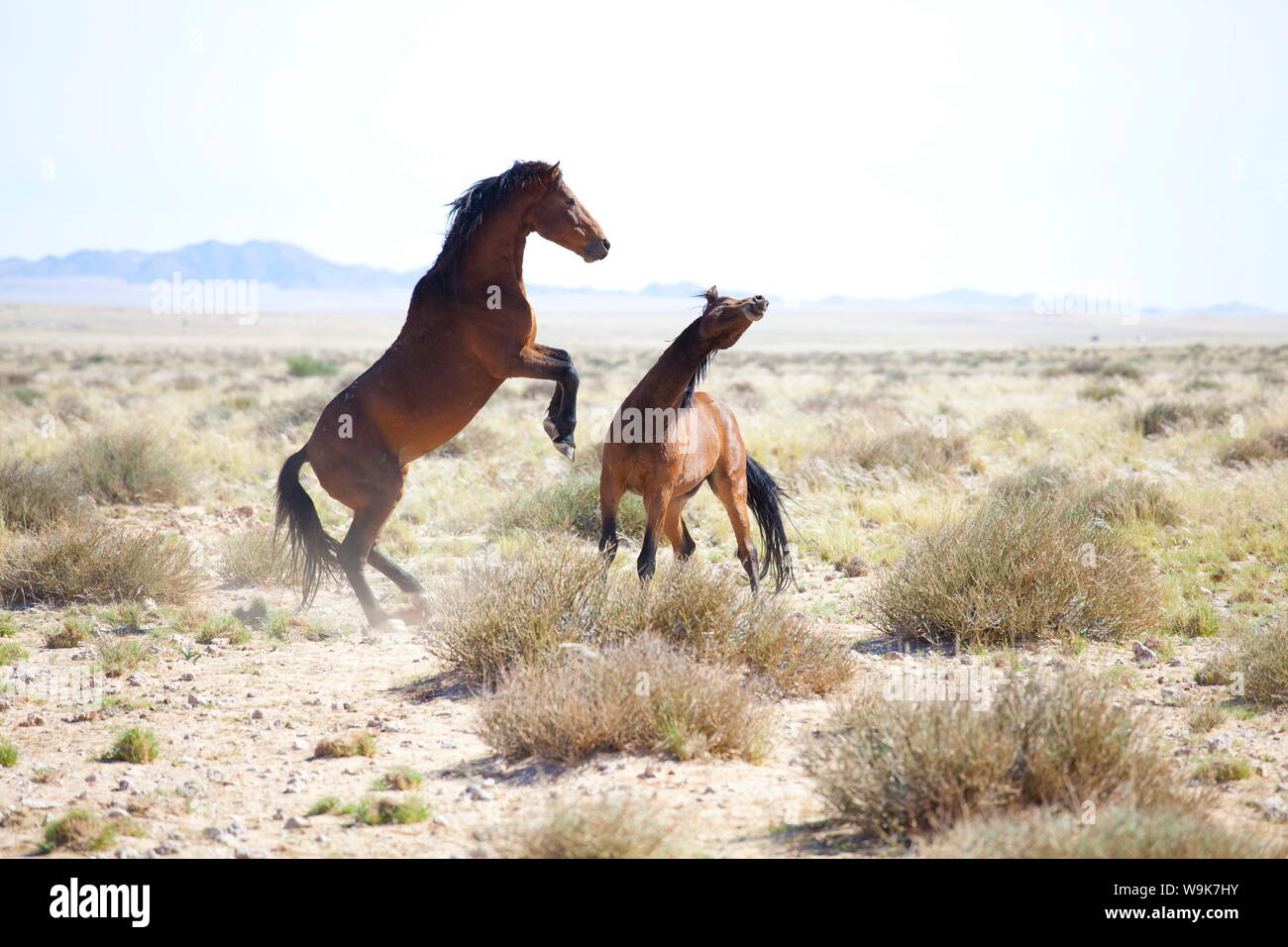 Zwei wilde Pferde sparring in der gebleichten Landschaft in der Nähe Aus, Namibia, Afrika Stockfoto
