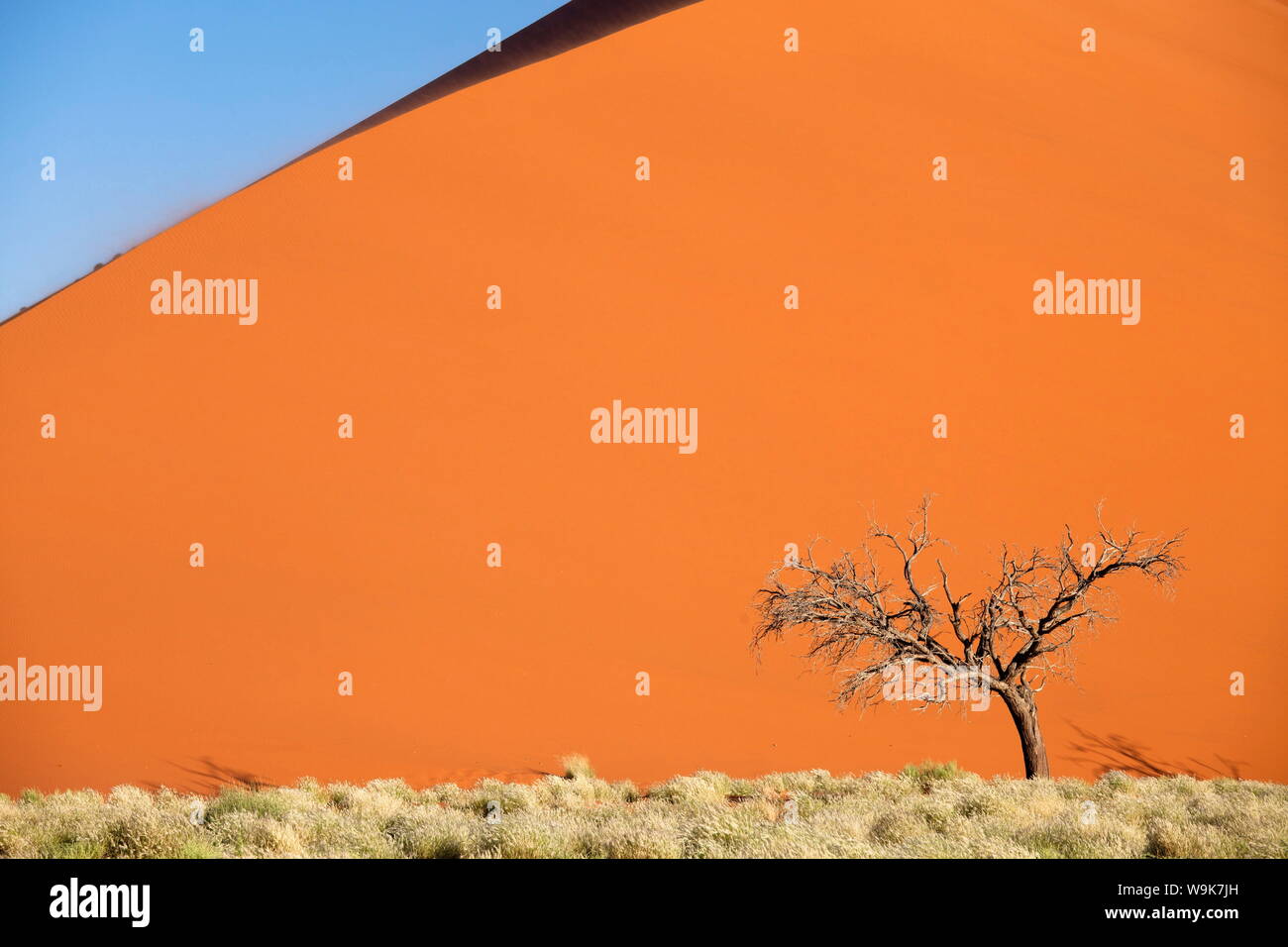 Tote Kamel Dornenbaum gegen den orangefarbenen Sand Elim Düne, Namib-Wüste in der Nähe von Sesriem, Namib Naukluft Park, Namibia, Afrika Stockfoto