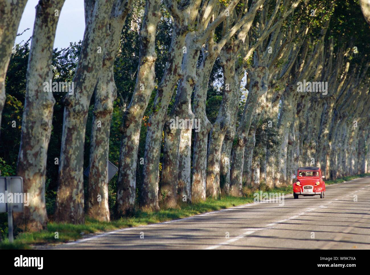 Von Bäumen gesäumten Landstraße, Provence, Frankreich, Europa Stockfoto