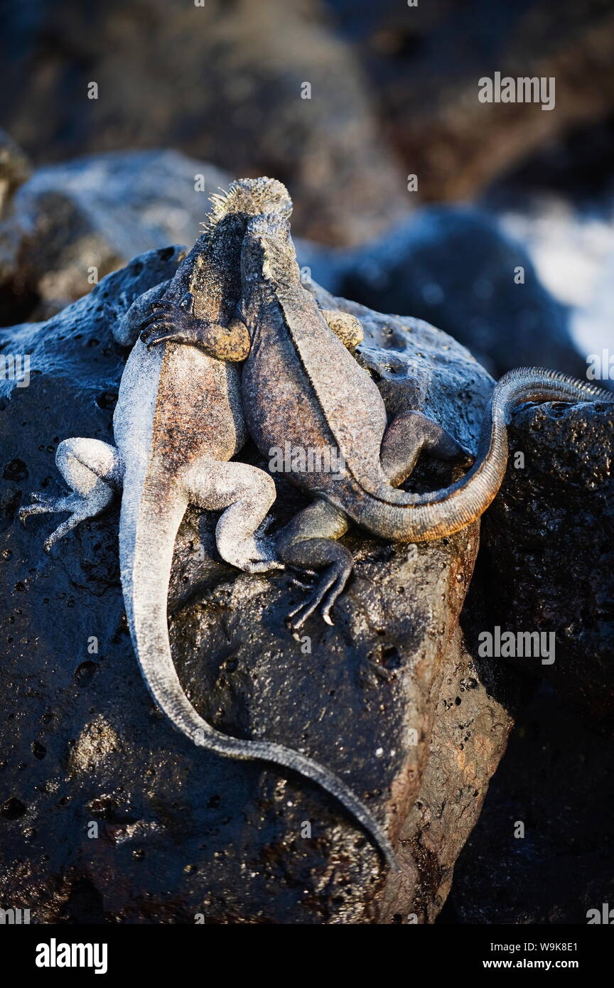 Marine iguana (Amblyrhynchus cristatus), Turtle Bay, Isla Santa Cruz, Galapagos Inseln, UNESCO-Weltkulturerbe, Ecuador, Südamerika Stockfoto