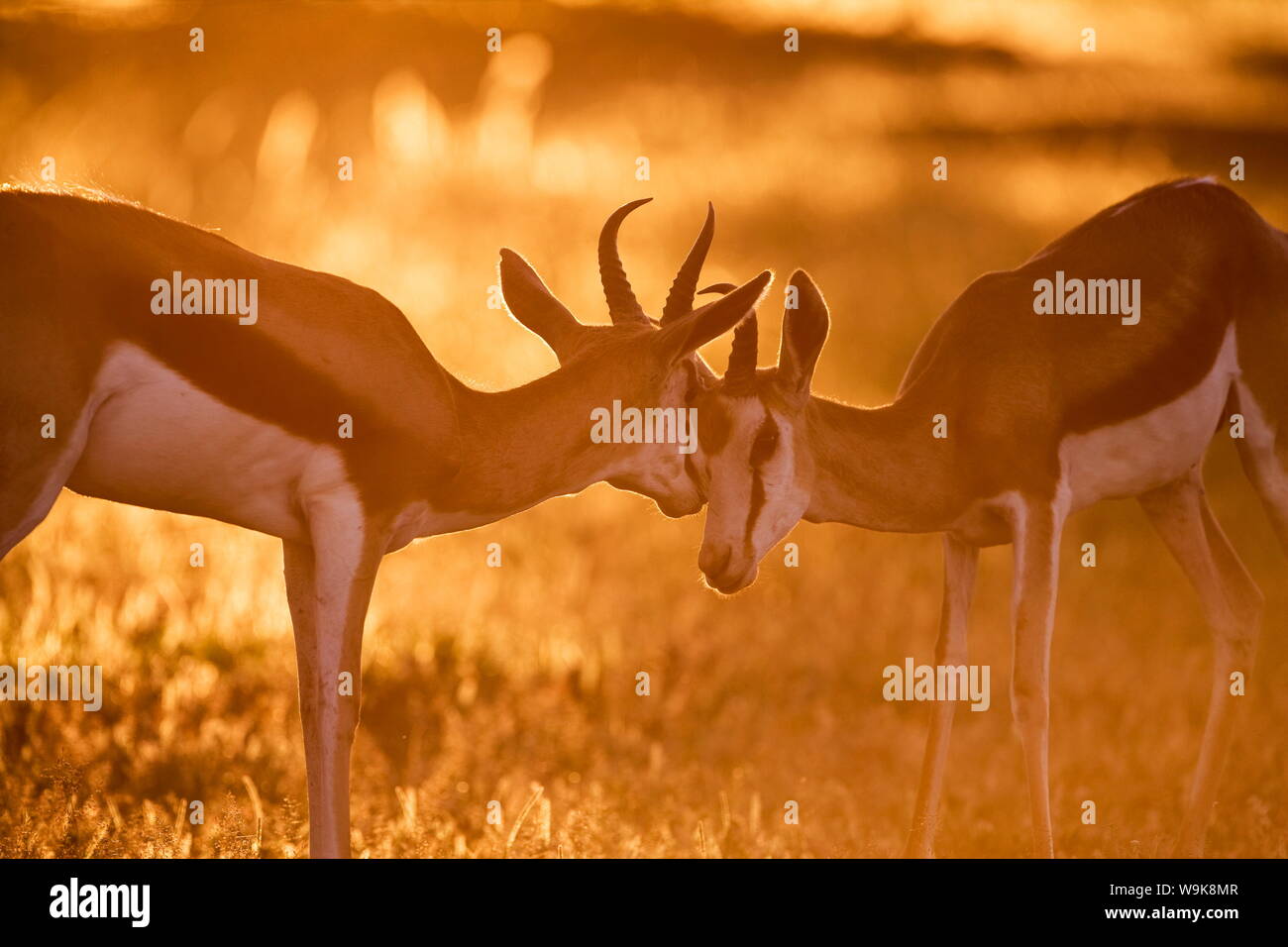 Springbock (Antidorcas marsupialis) sparring bei Sonnenuntergang, Kgalagadi Transfrontier Park, Northern Cape, Südafrika, Afrika Stockfoto