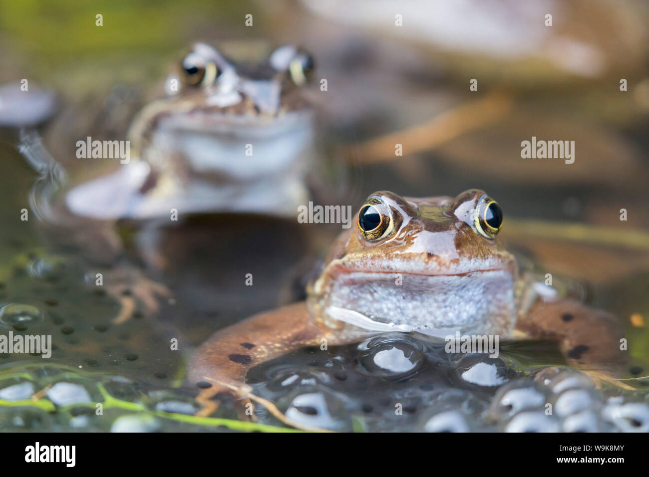 Grasfrosch (Rana temporaria) in der laichzeit Teich, Northumberland, England, Vereinigtes Königreich, Europa Stockfoto