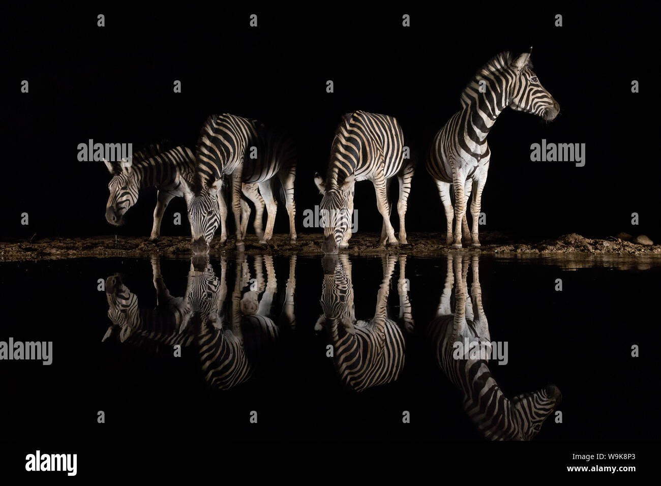 Ebenen Zebras (Equus quagga) Alkoholkonsum in der Nacht, Zimanga Private Game Reserve, KwaZulu-Natal, Südafrika, Afrika Stockfoto