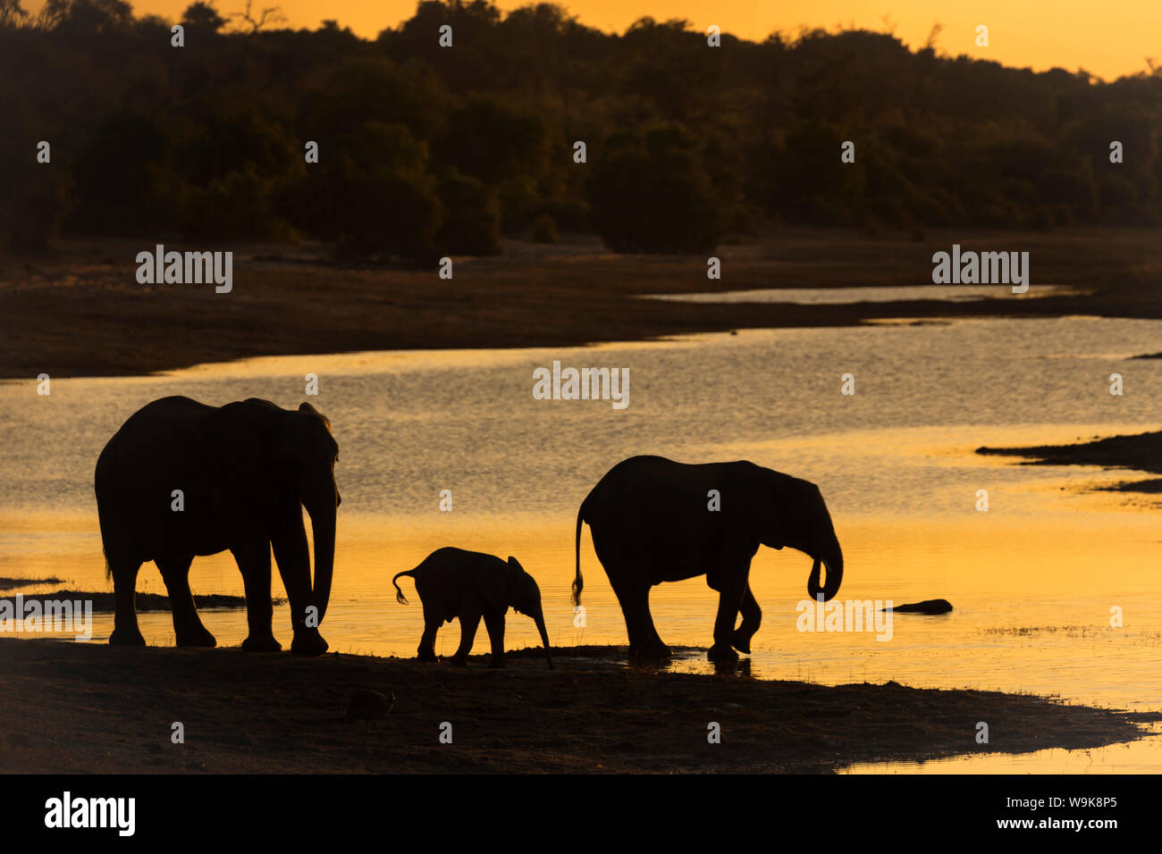 Afrikanischer Elefant (Loxodonta africana) bei Sonnenuntergang, Chobe River, Botswana, Afrika Stockfoto
