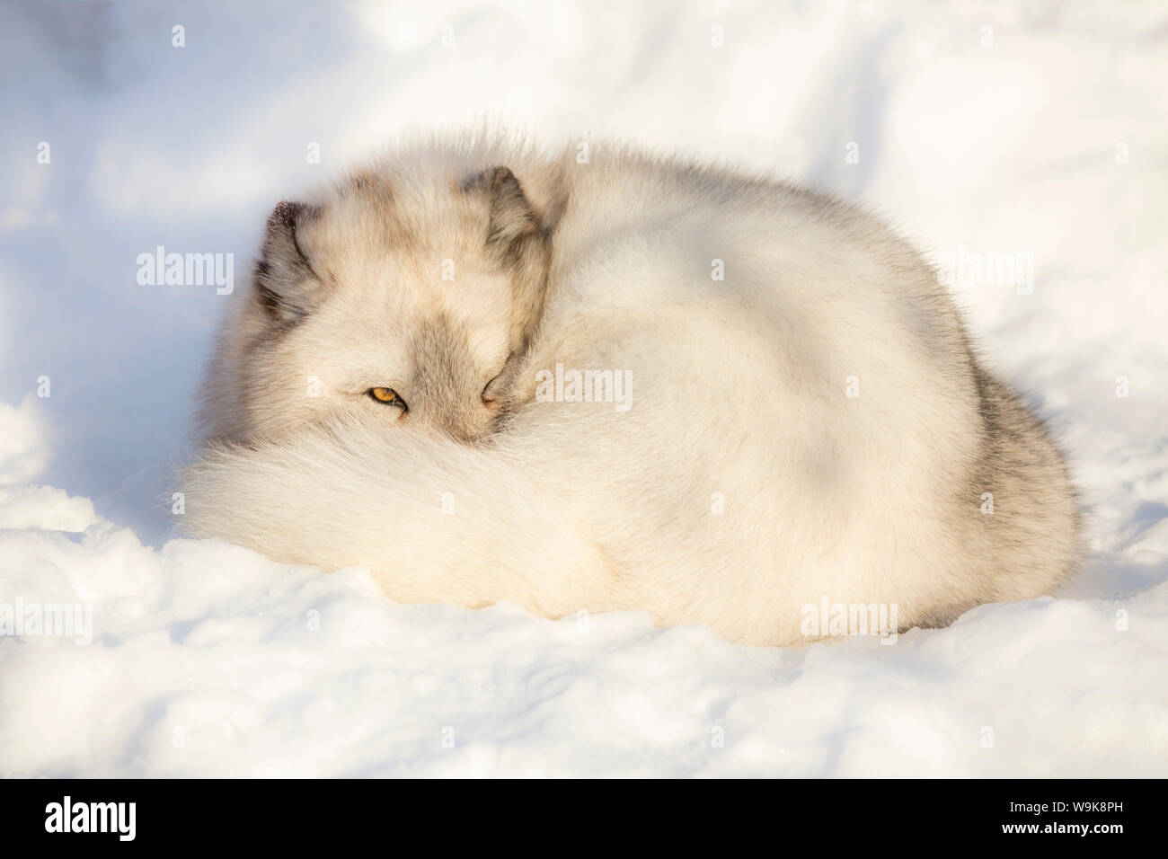 Polarfuchs Vixen (Vulpes lagopus), Captive, Highland Wildlife Park, Kingussie, Scottish Highlands, Schottland, Großbritannien, Europa Stockfoto Polarfuchs Vixen (Vulpes lagopus), Captive, Highland Wildlife Park, Kingussie, Scottish Highlands, Schottland, Großbritannien, Europa Stockfoto