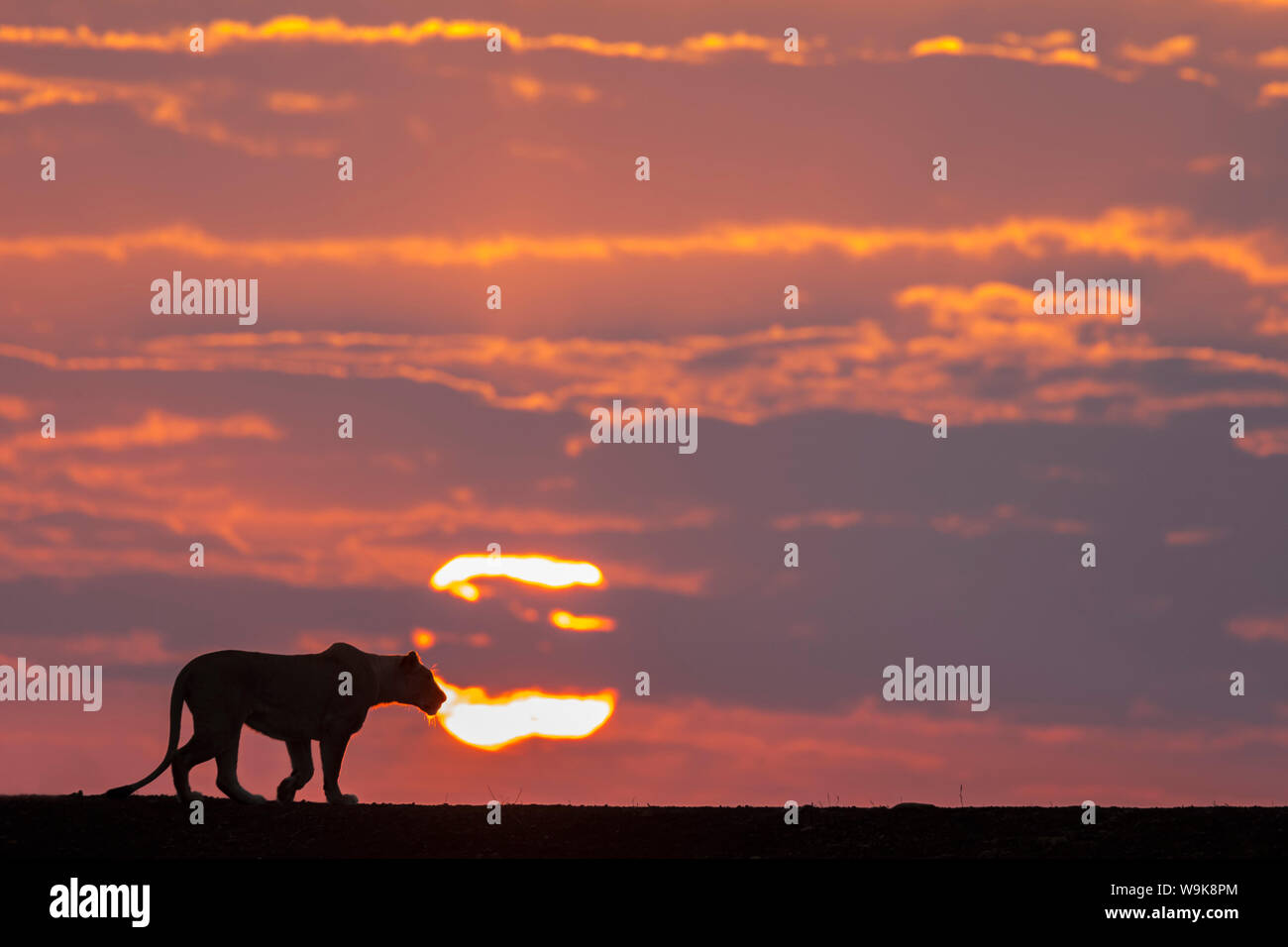 Löwin (Panthera leo) im Morgengrauen, Zimanga Private Game Reserve, KwaZulu-Natal, Südafrika, Afrika Stockfoto