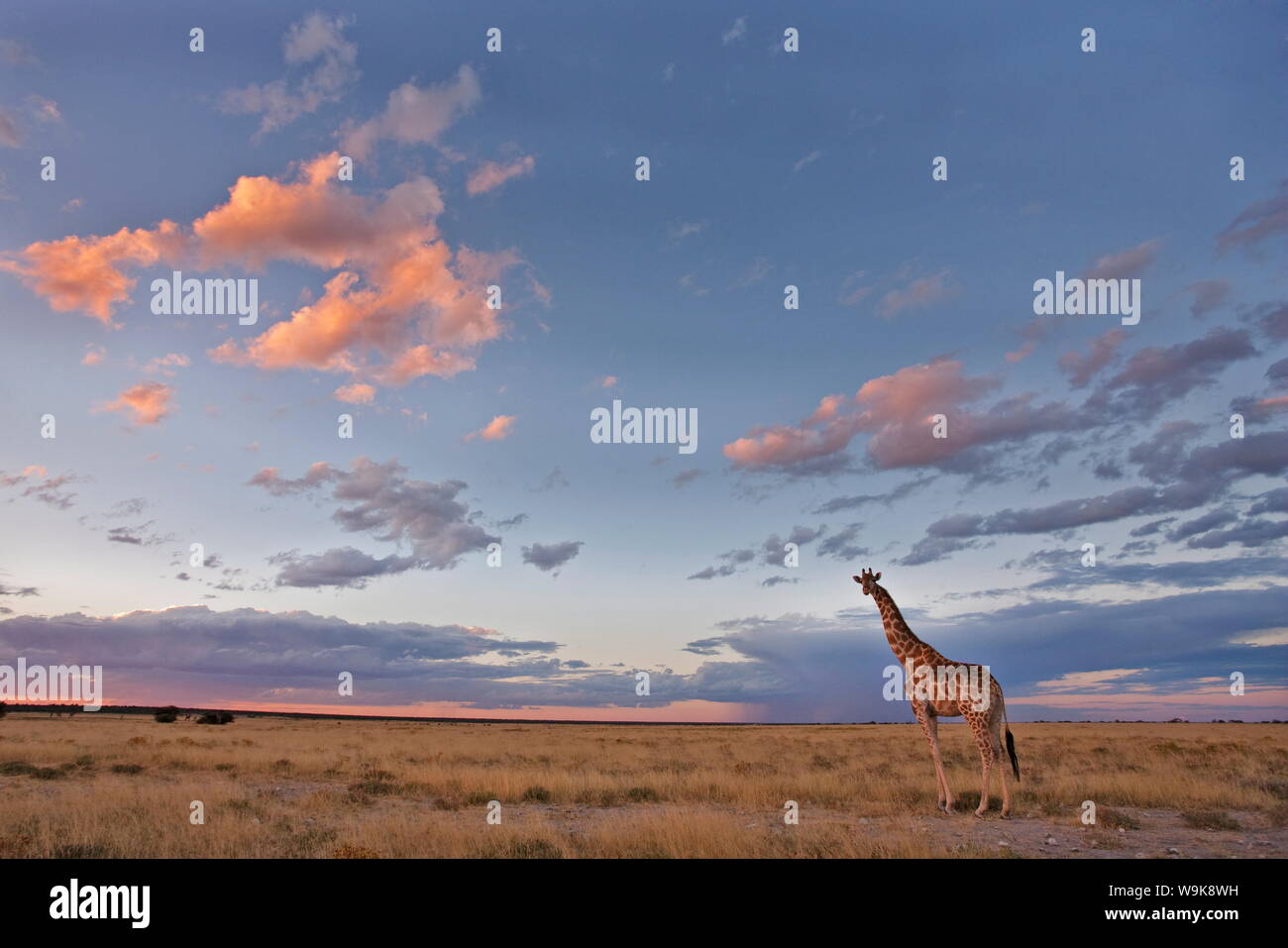 Giraffe (Giraffa Plancius), bei Dämmerung, Etosha Nationalpark, Namibia, Afrika Stockfoto