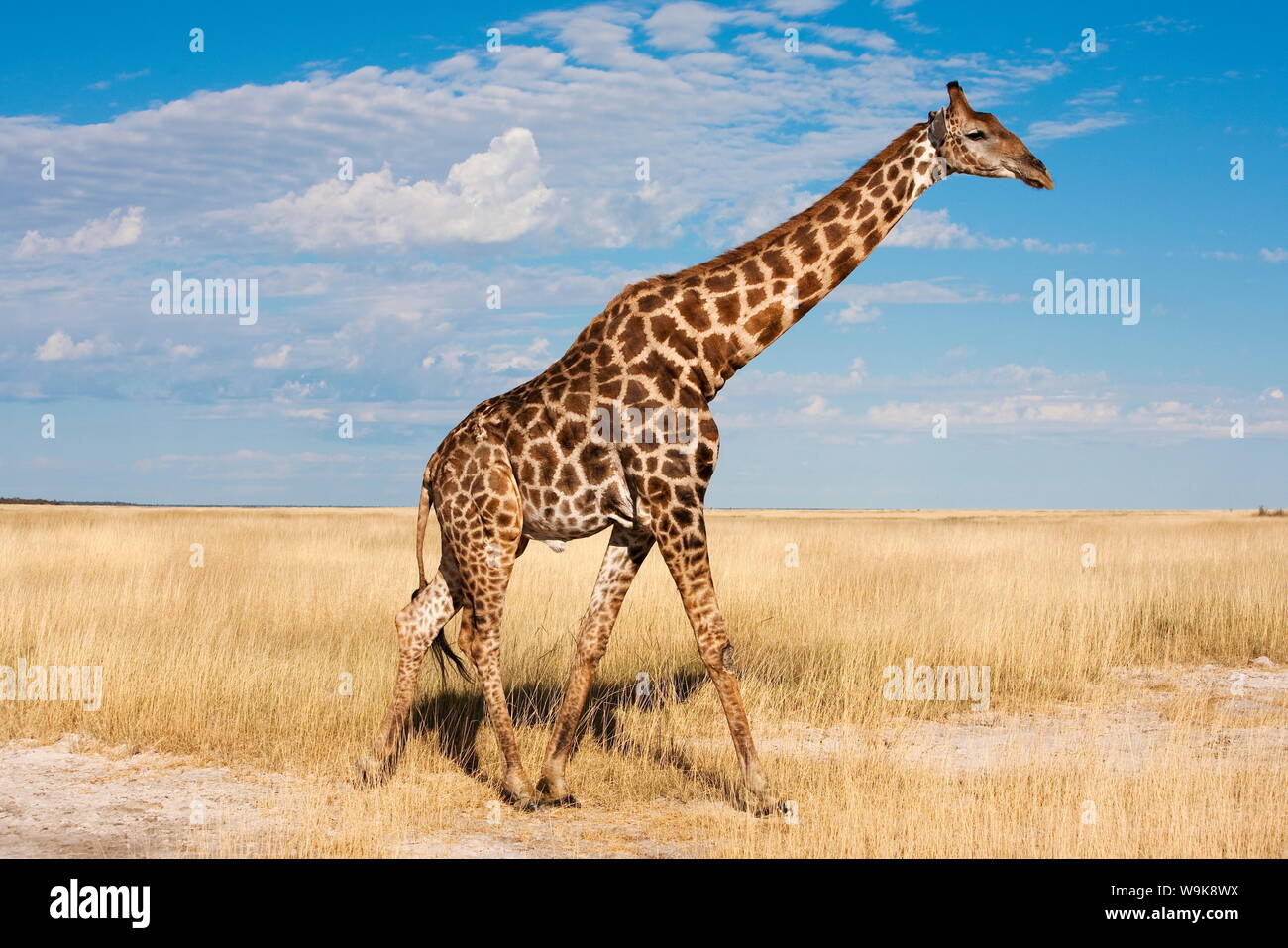 Giraffe (Giraffa Plancius), Etosha Nationalpark, Namibia, Afrika Stockfoto