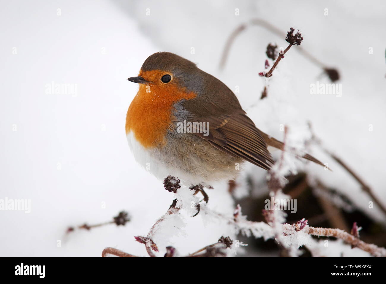 Robin (Erithacus Rubecula), im Schnee, Vereinigtes Königreich, Europa Stockfoto