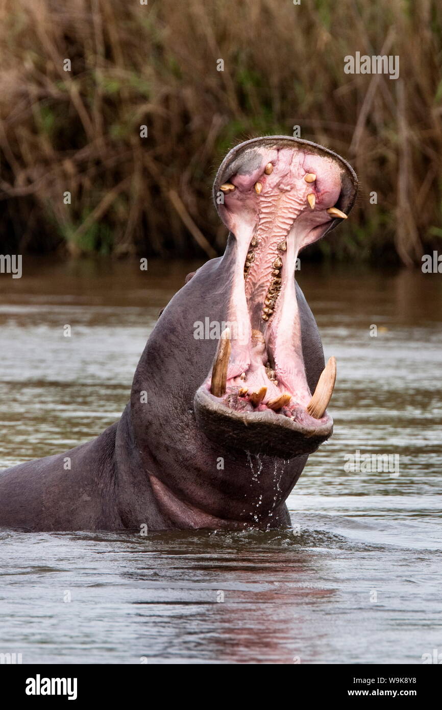 Flusspferd (Hippopotamus amphibius), Gähnen, Kruger National Park, Mpumalanga, Südafrika, Afrika Stockfoto