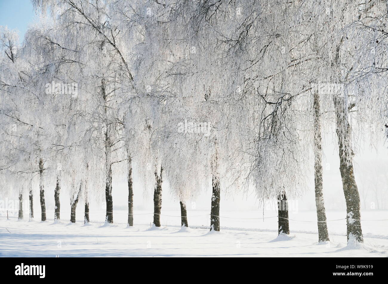 Birken, die mit Reif, in der Nähe von Villingen-Schwenningen Schwarzwald-baar (Schwarzwald-Baar-Kreis) Bezirk Baden-Württemberg, Deutschland, Europa Stockfoto