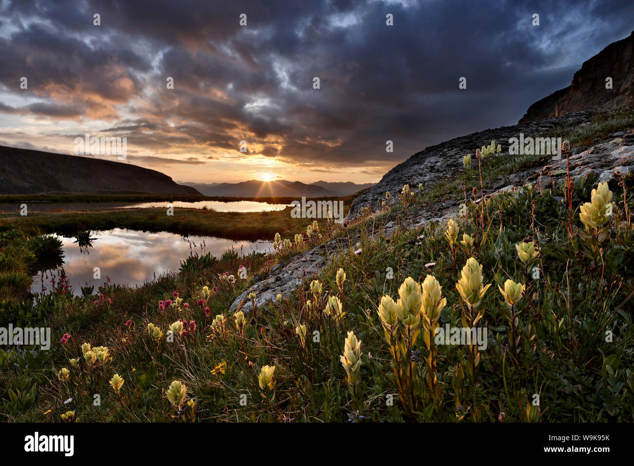 Schwefel Pinsel (Castilleja Sulfurea) An Der Ersten Ampel Glühende, San  Juan National Forest, Colorado, Vereinigte Staaten Von Amerika, Nordamerika  Stockfotografie - Alamy
