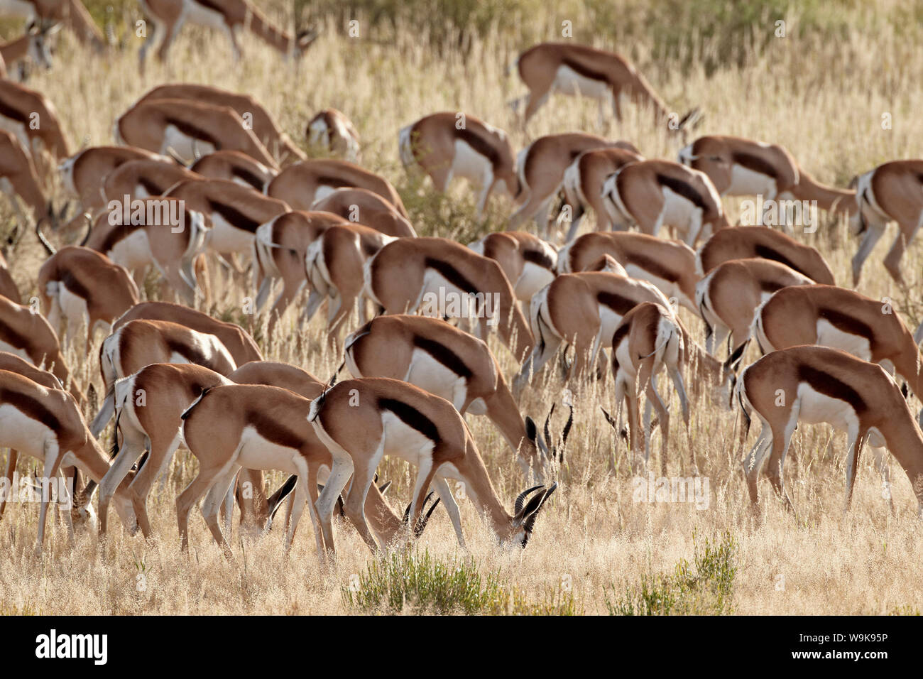 Springbock (Antidorcas marsupialis) Herde, Kgalagadi Transfrontier Park, der die ehemaligen Kalahari Gemsbok National Park, Südafrika, Afrika Stockfoto