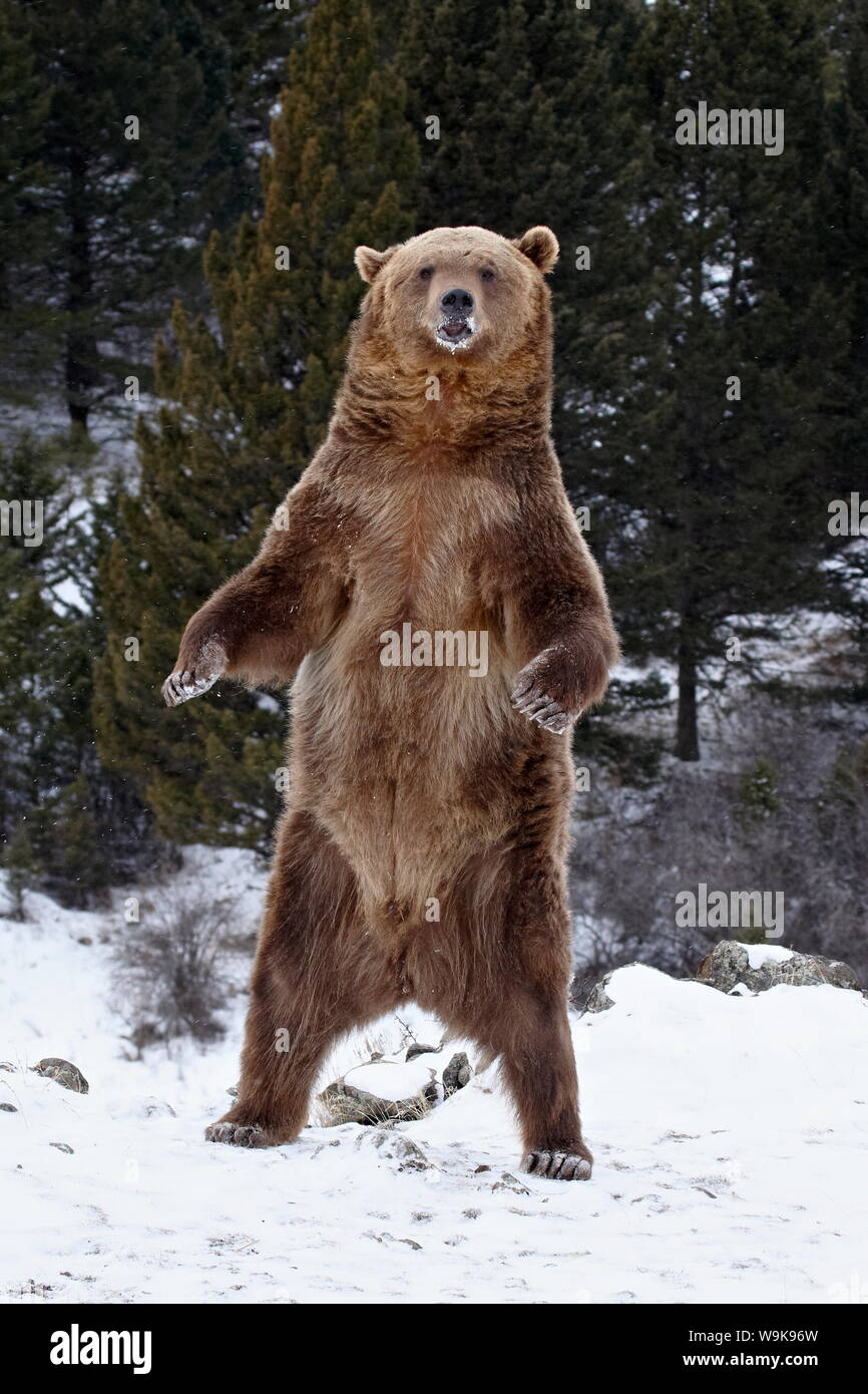 Grizzlybär (Ursus arctos Horribilis) im Schnee, in der Nähe von Bozeman, Montana, Vereinigte Staaten von Amerika, Nordamerika Stockfoto