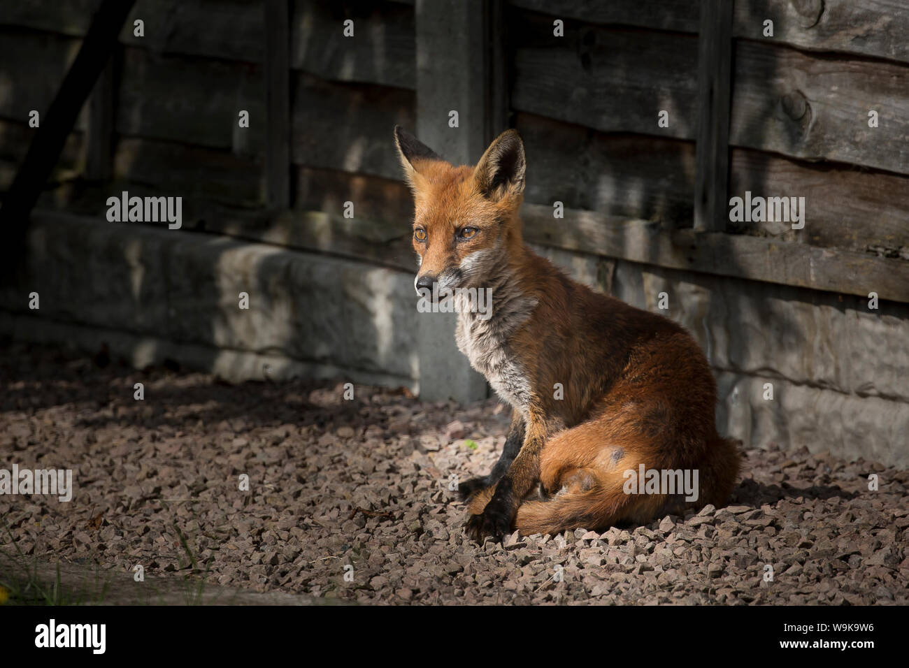 Detaillierte Nahaufnahme von Wild, städtischen weiblichen Red Fox (Vulpes vulpes UK) isoliert, im Freien in einem britischen Garten im Sommer, aufrecht sitzend vor starren Alert. Stockfoto