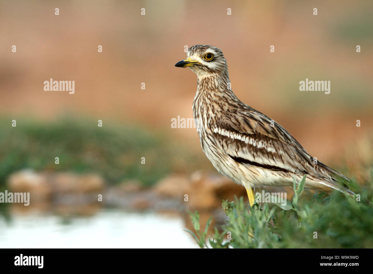 Burhinus oedicnemus Stockfoto