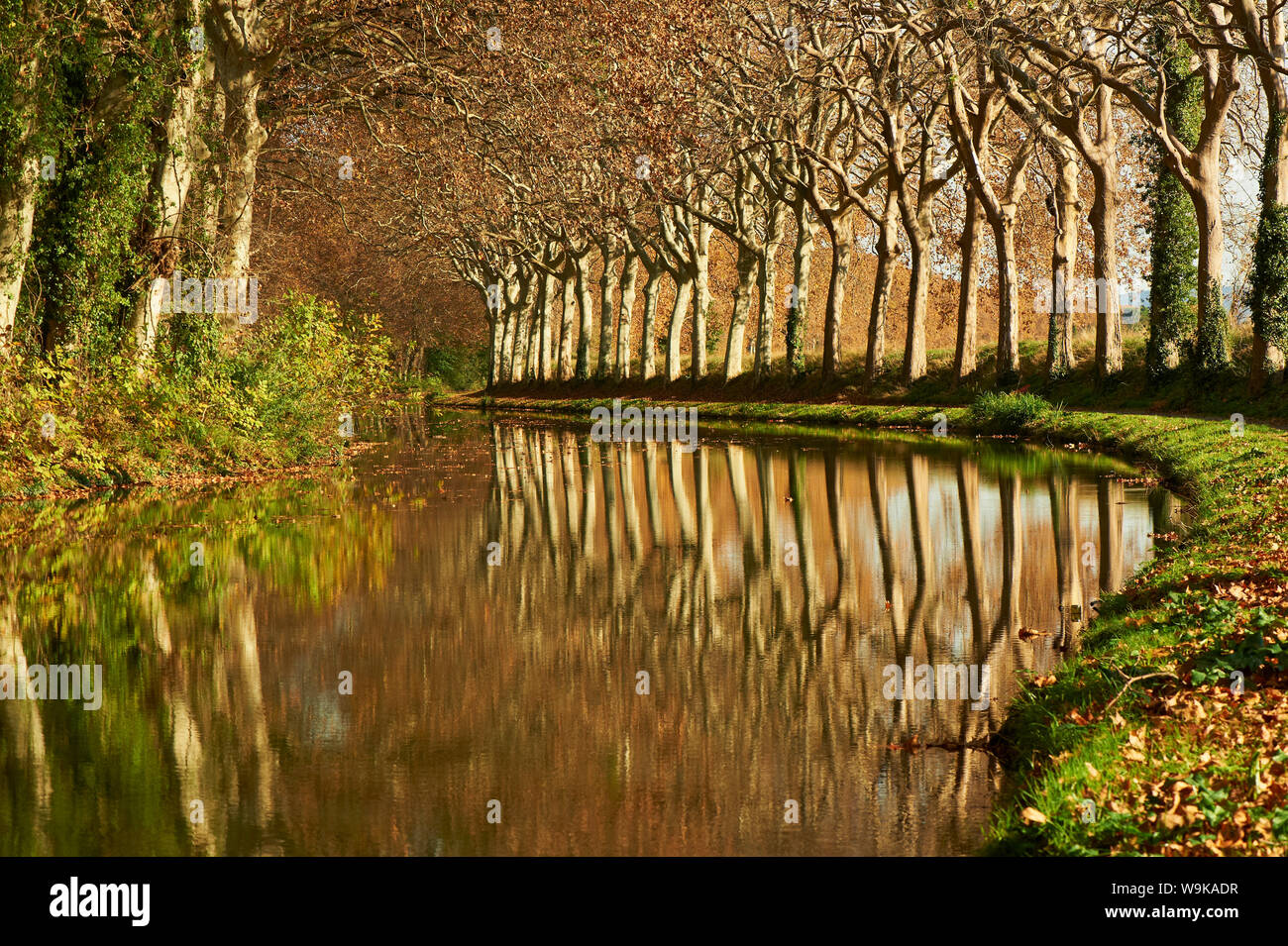 Gelbe und rote Blätter im Herbst entlang des Canal du Midi, UNESCO-Weltkulturerbe, Aude, Languedoc-Roussillon, Frankreich, Europa Stockfoto