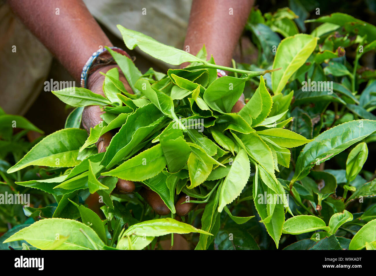 Tee, Tee-Plantagen, Munnar, Kerala, Indien Stockfoto