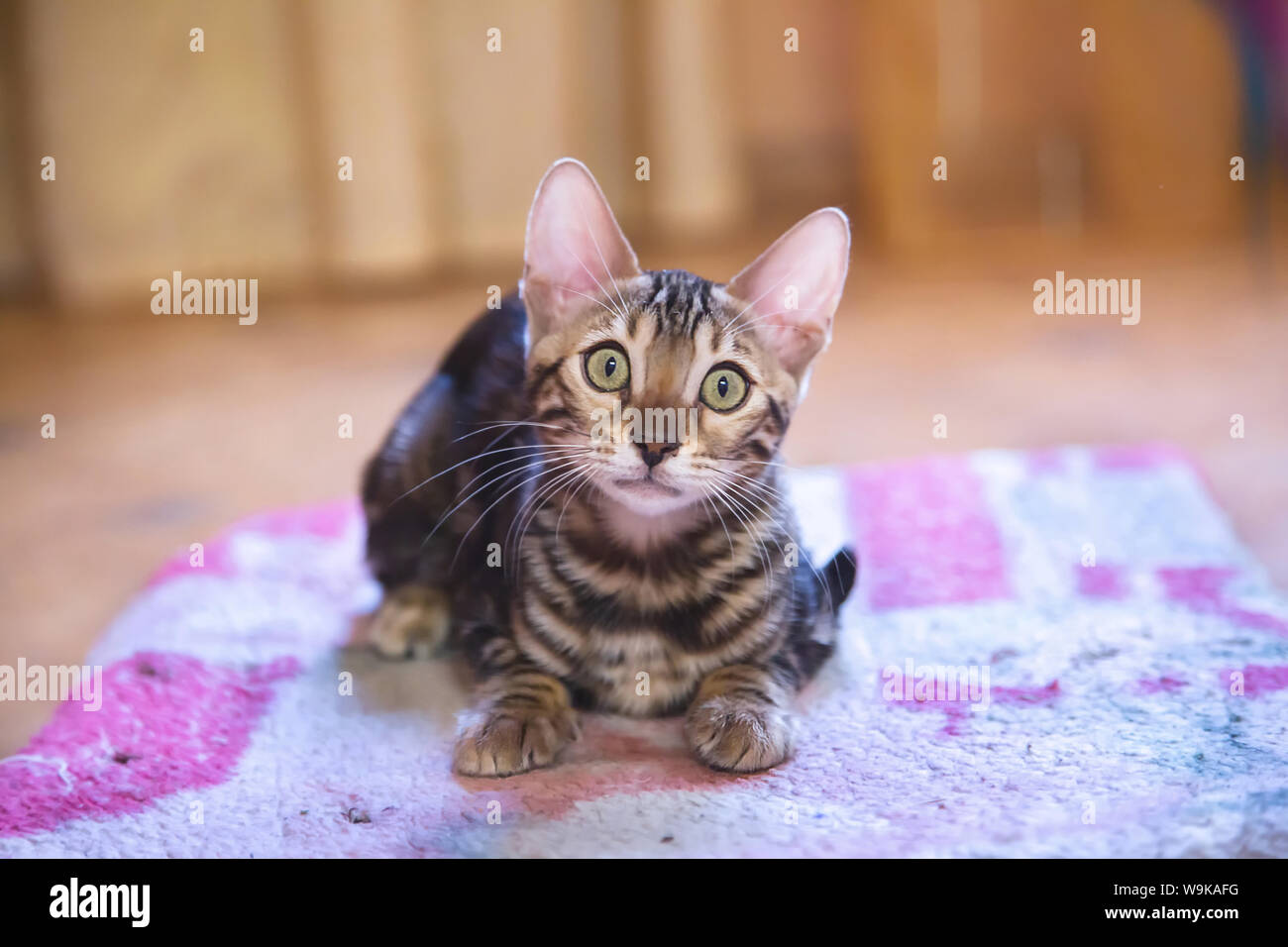 Foto Eines Reinrassigen Gestromt Und Getupft Bengal Katze