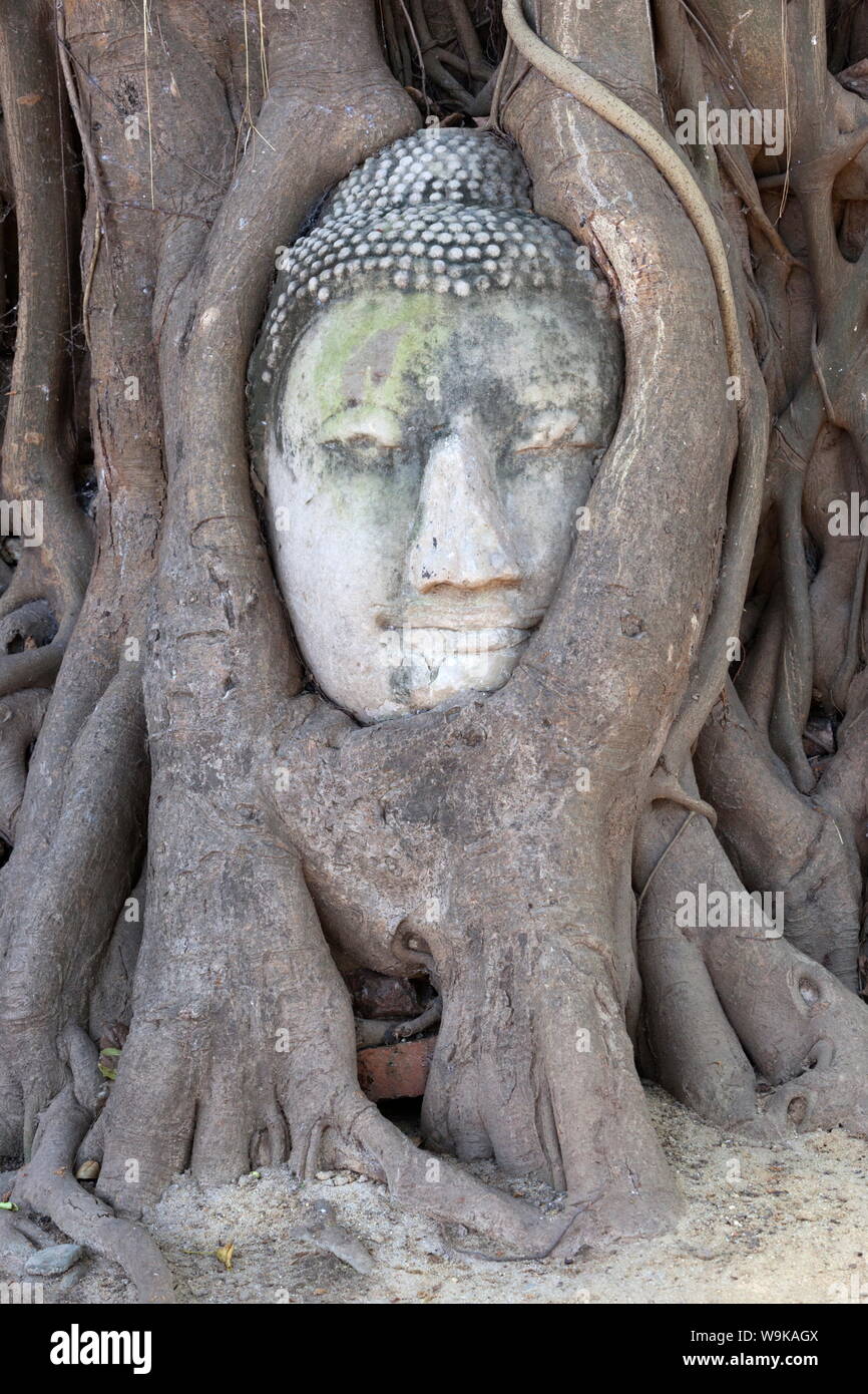 Der Leiter der Sandstein Buddha Bild unter einem Bodhi-baum, Wat Mahatat, Ayutthaya, UNESCO, Provinz Ayutthaya, Thailand, Südostasien Stockfoto