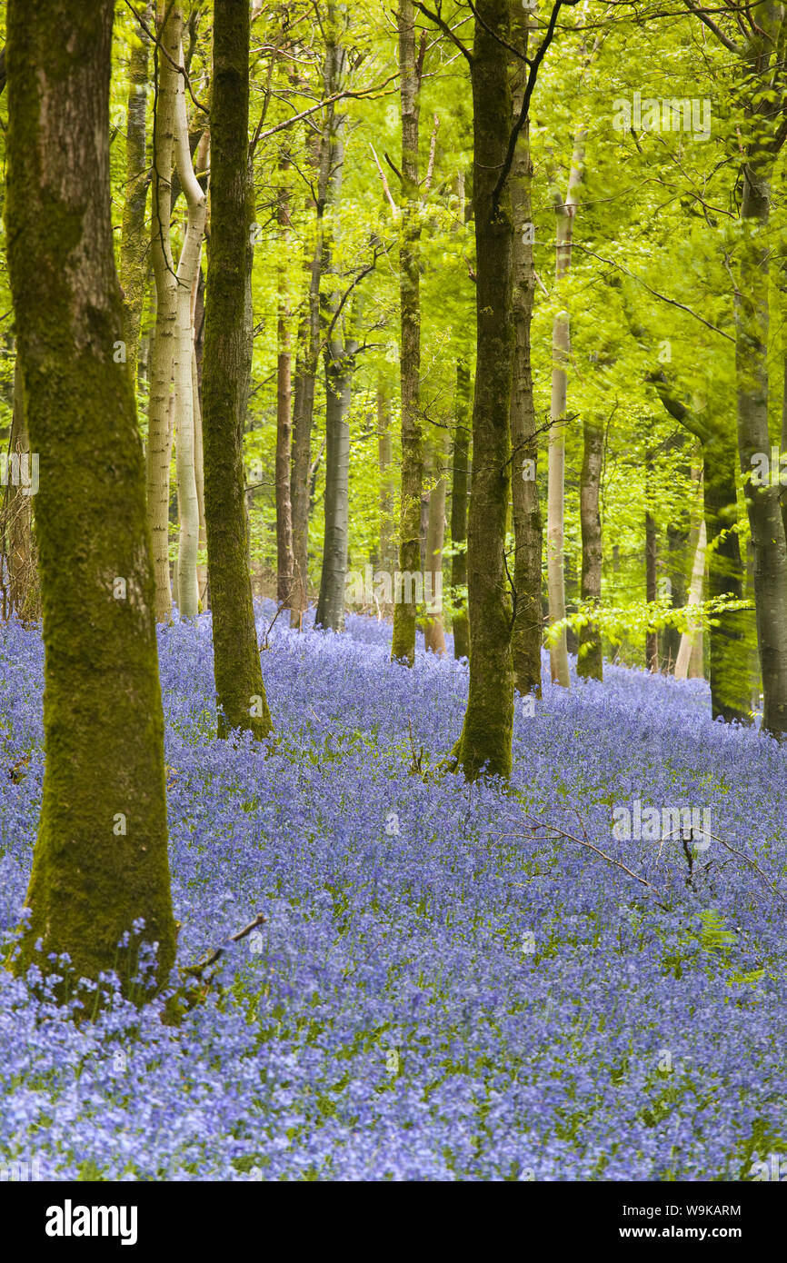 Glockenblumen, Delcombe Holz, Dorset, England, Vereinigtes Königreich, Europa Stockfoto