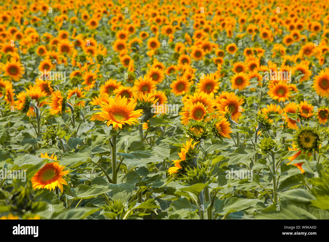 Felder mit Sonnenblumen in das Tal der Loire, Frankreich, Europa Stockfoto