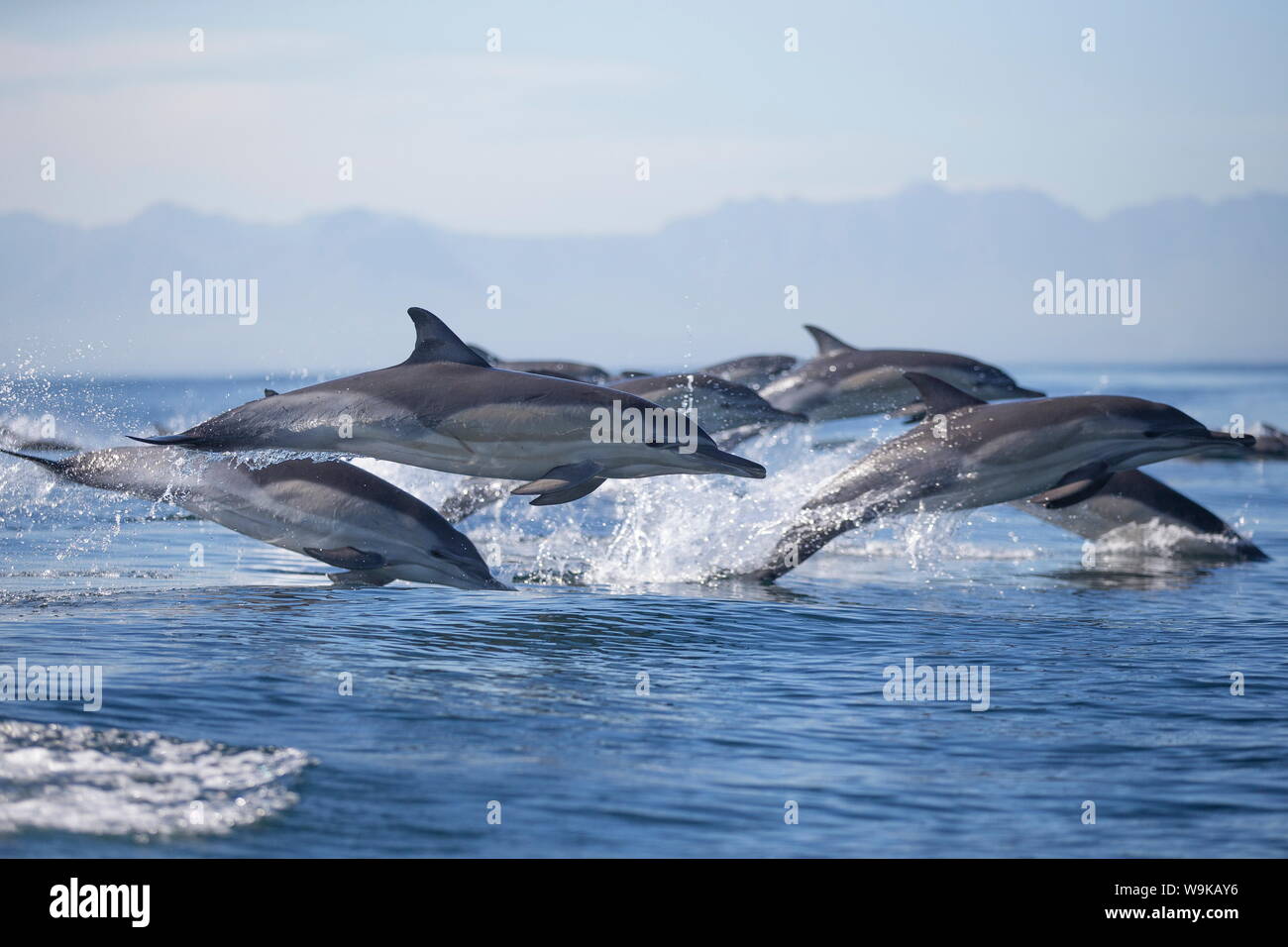 Gemeiner Delfin (Delphinus Capensis), Seal Island, False Bay, Simonstown, Western Cape, Südafrika, Afrika Stockfoto