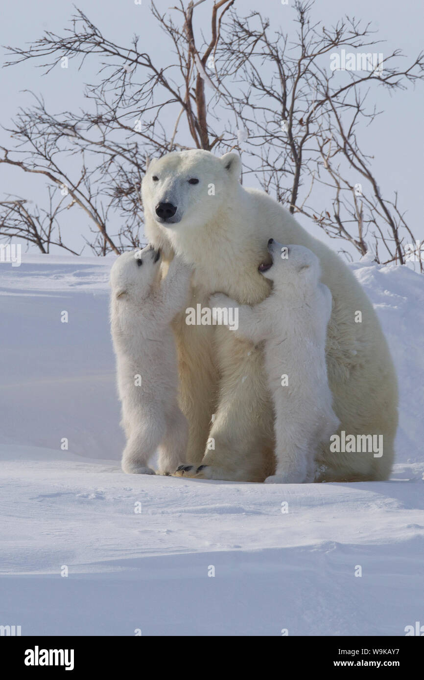 Eisbär (Ursus Maritimus) und Jungtiere, Wapusk-Nationalpark, Churchill, Hudson Bay, Manitoba, Kanada, Nordamerika Stockfoto