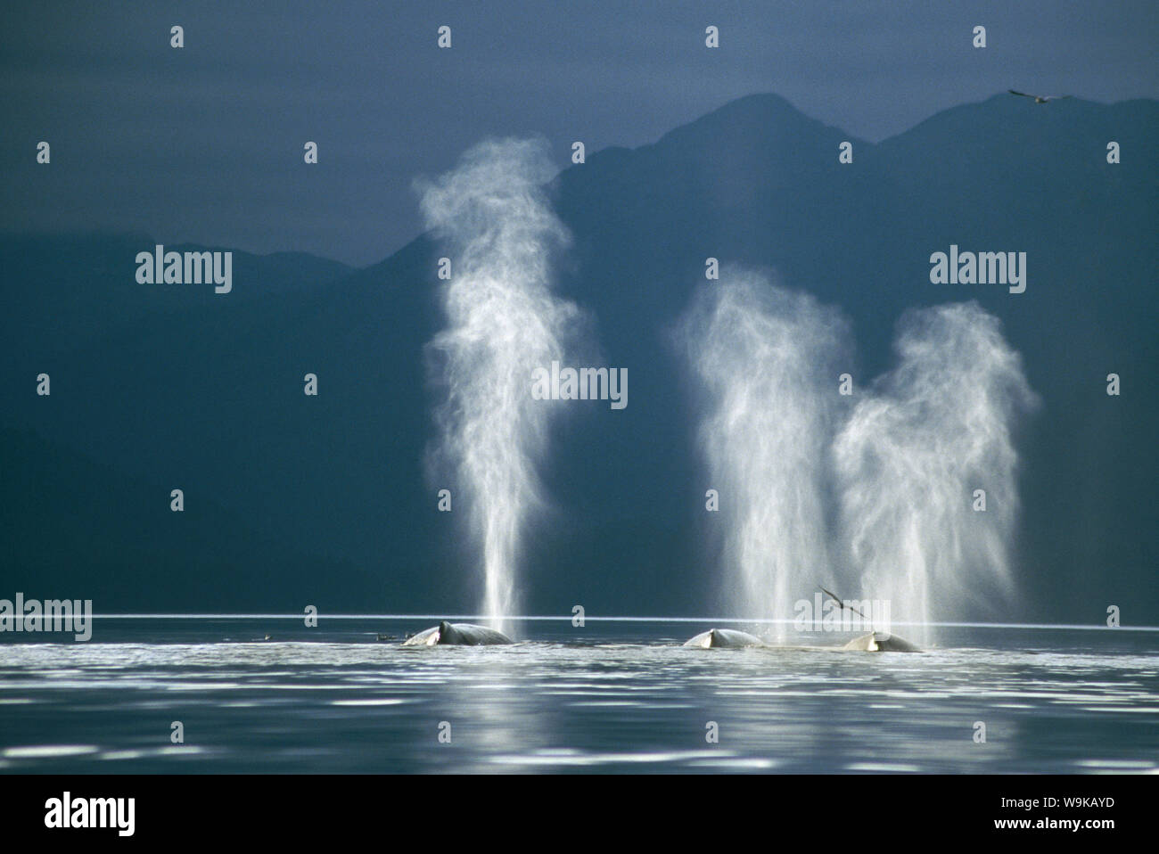 Buckelwale (Megaptera novaeangliae) weht. Tenakee Einlass, South East Alaska Stockfoto