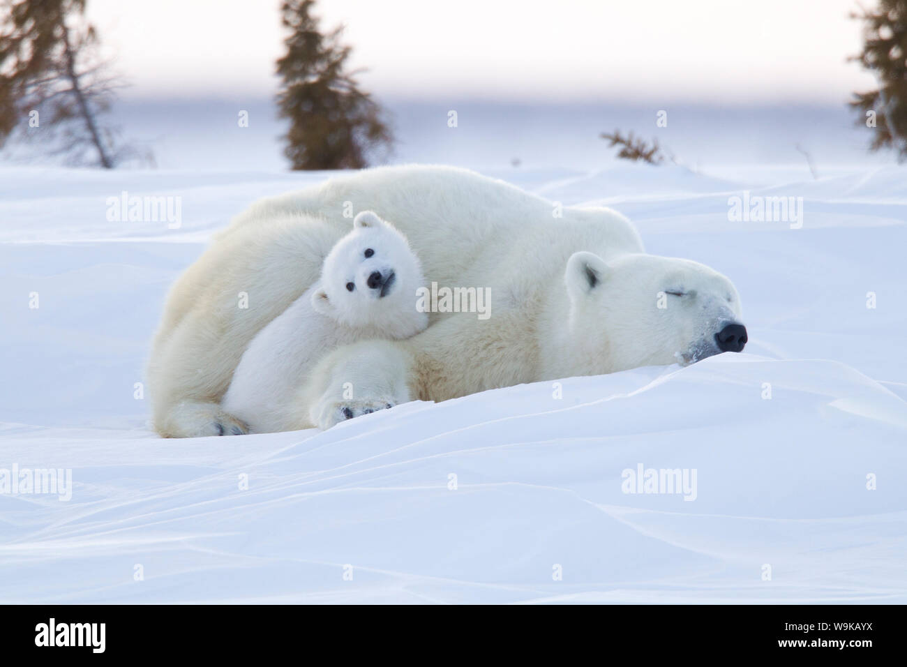 Eisbär (Ursus Maritimus) und Jungtiere, Wapusk-Nationalpark, Churchill, Hudson Bay, Manitoba, Kanada, Nordamerika Stockfoto