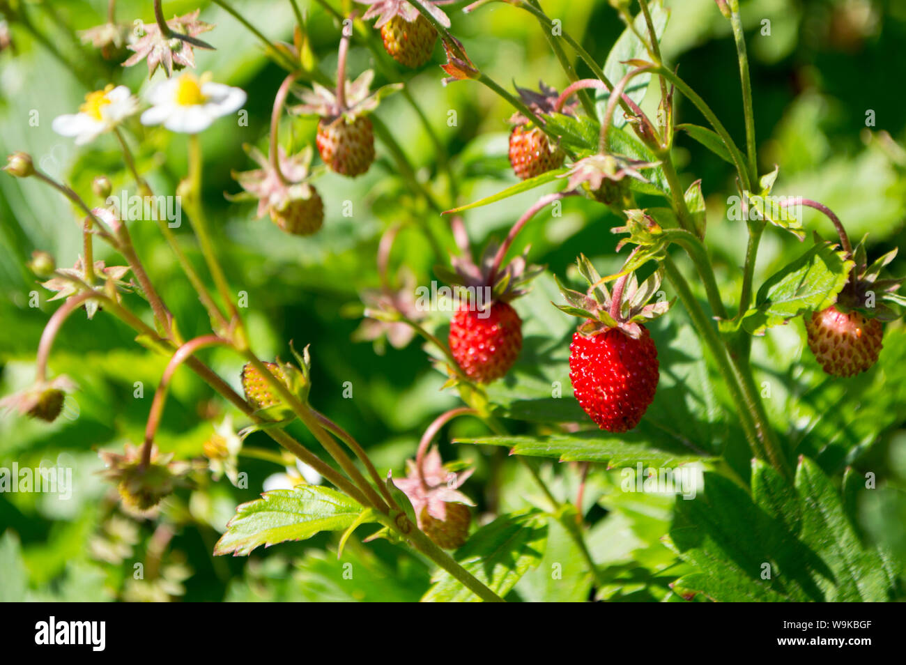 Rote Erdbeeren auf einem grünen und blühenden Hintergrund Stockfoto