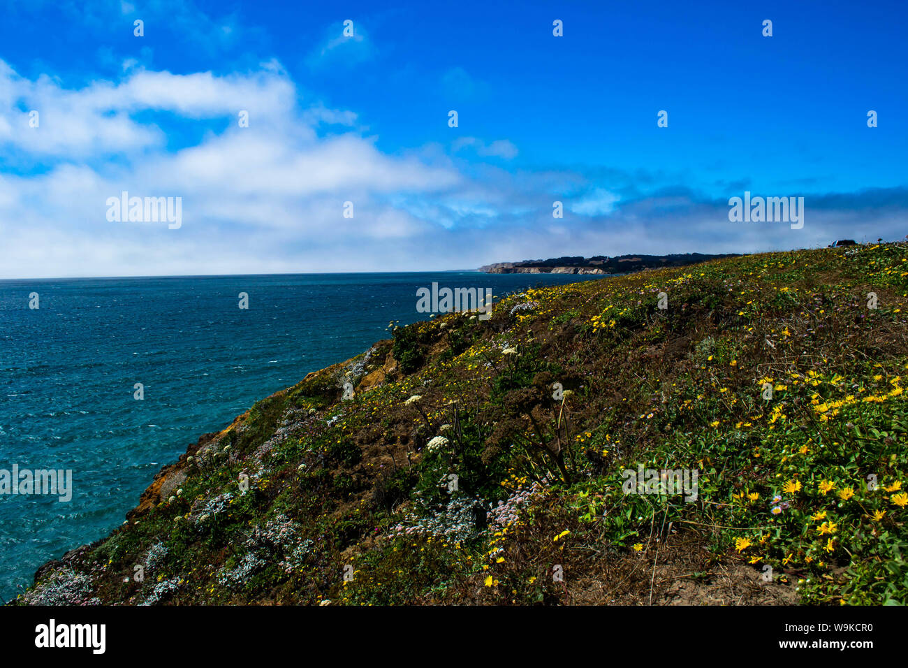 Ein Hügel von Wildblumen und succulants entlang der beeindruckenden Klippen der nordkalifornischen Küste Stockfoto
