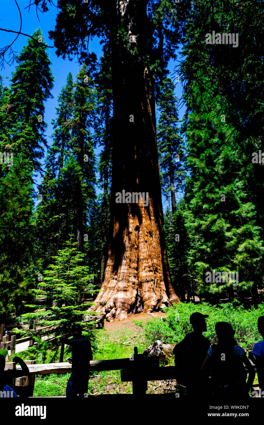 Sequoia National Park, CA - 27. Juli 2019: menschenmassen Cluster um den größten Baum der Welt, General Sherman. Stockfoto