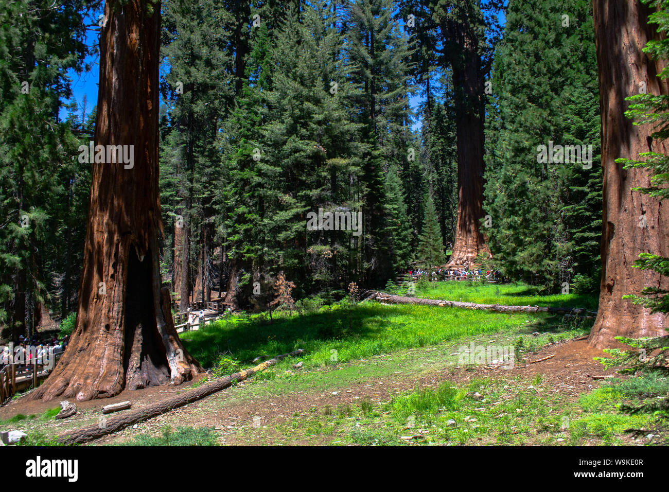 Sequoia National Park, CA - 27. Juli 2019: Massen von Touristen Cluster um den große Bäume in der Sherman Grove Stockfoto