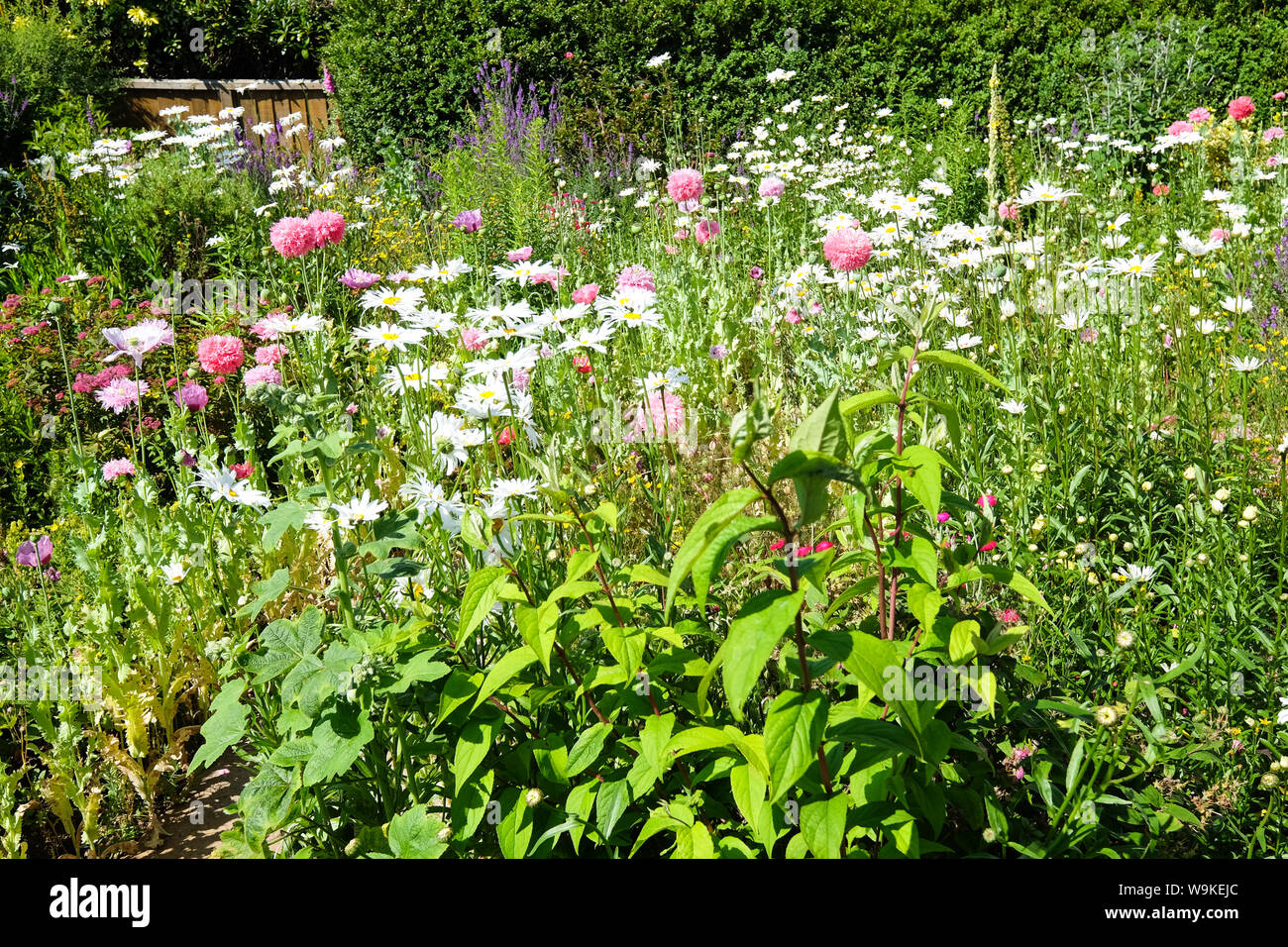 Wachsende wildblumen in einem garten Fotos und Bildmaterial in hoher