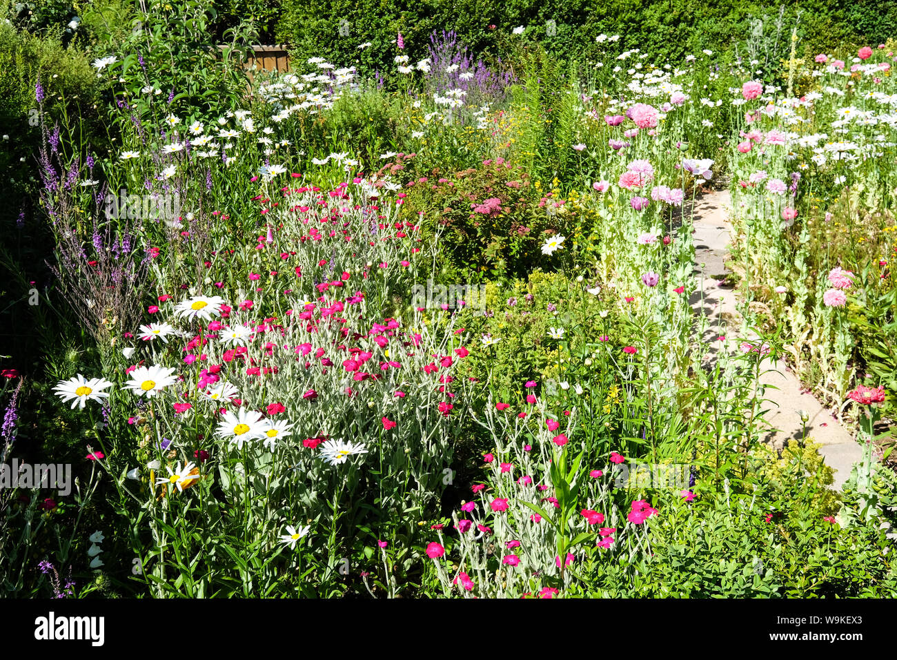 Wachsende wildblumen in einem garten Fotos und Bildmaterial in hoher