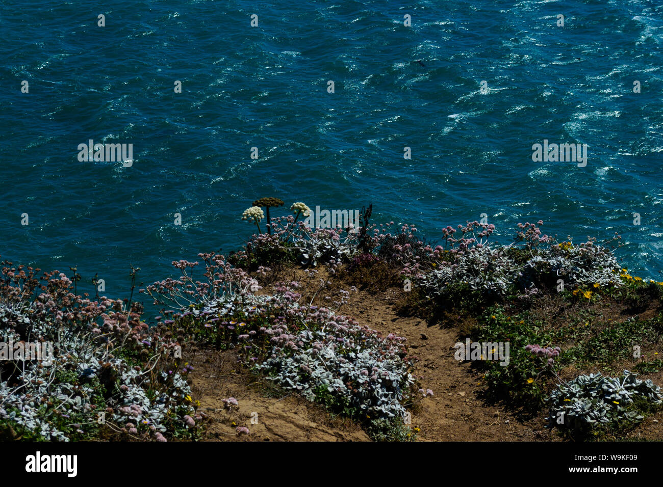 Ein Hügel von Wildblumen und succulants entlang der beeindruckenden Klippen der nordkalifornischen Küste Stockfoto