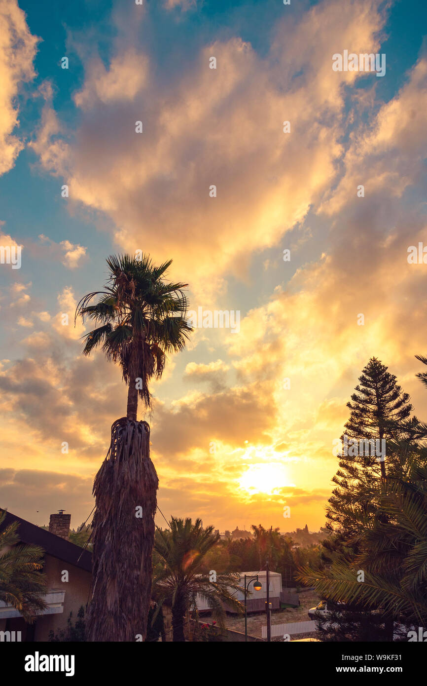 Sonnenaufgang über den Palmen in der Mitte Israels. Stockfoto