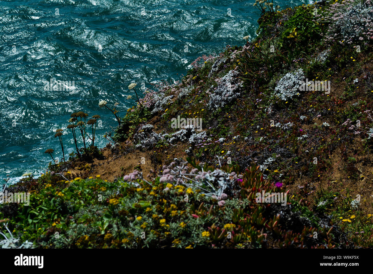 Ein Hügel von Wildblumen und succulants entlang der beeindruckenden Klippen der nordkalifornischen Küste Stockfoto