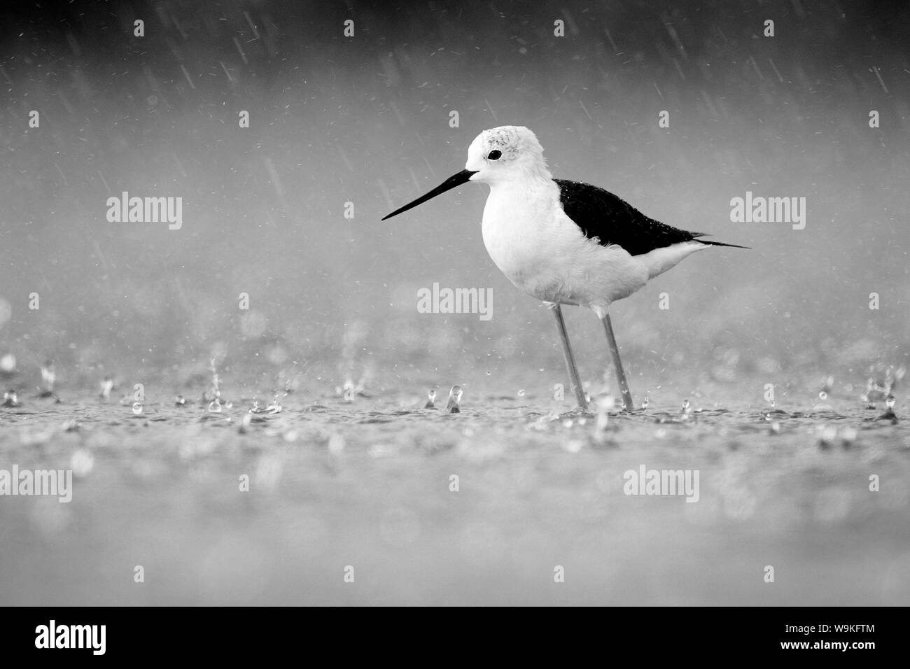 Schwarz - geflügelte Stelzenläufer (Himantopus himantopus), erwachsene Frau unter einem schweren Regen, Kampanien, Italien Stockfoto