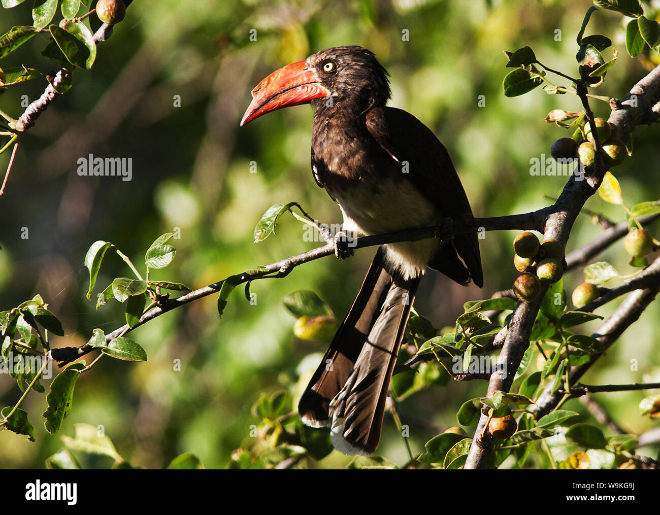 Obwohl die ähnlich aussehen wie in der männlichen gekrönt Hornbill etwas größer ist, als die Weibchen und hat einen größeren Casque. Stockfoto