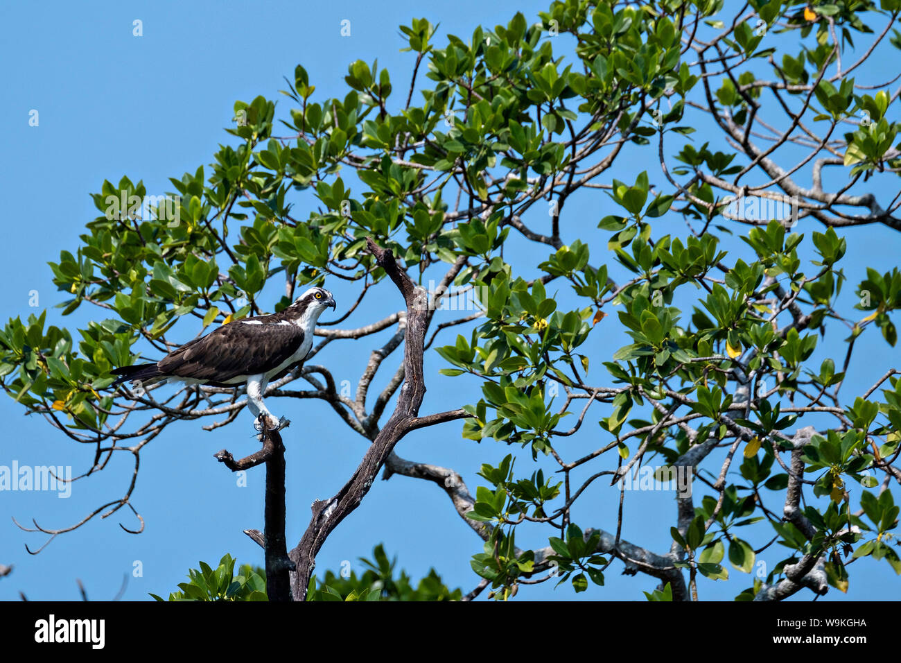 Eine westliche Osprey hält Ausschau nach Beute am See Catemaco, Veracruz, Mexiko. Die tropischen Süßwasser-See in der Mitte der Sierra de los Tuxtlas, ist ein beliebtes Reiseziel und für Freie reichen Affen, Vögel, Regenwald Kulisse und mexikanischen Hexen bekannt als Brujos bekannt. Stockfoto