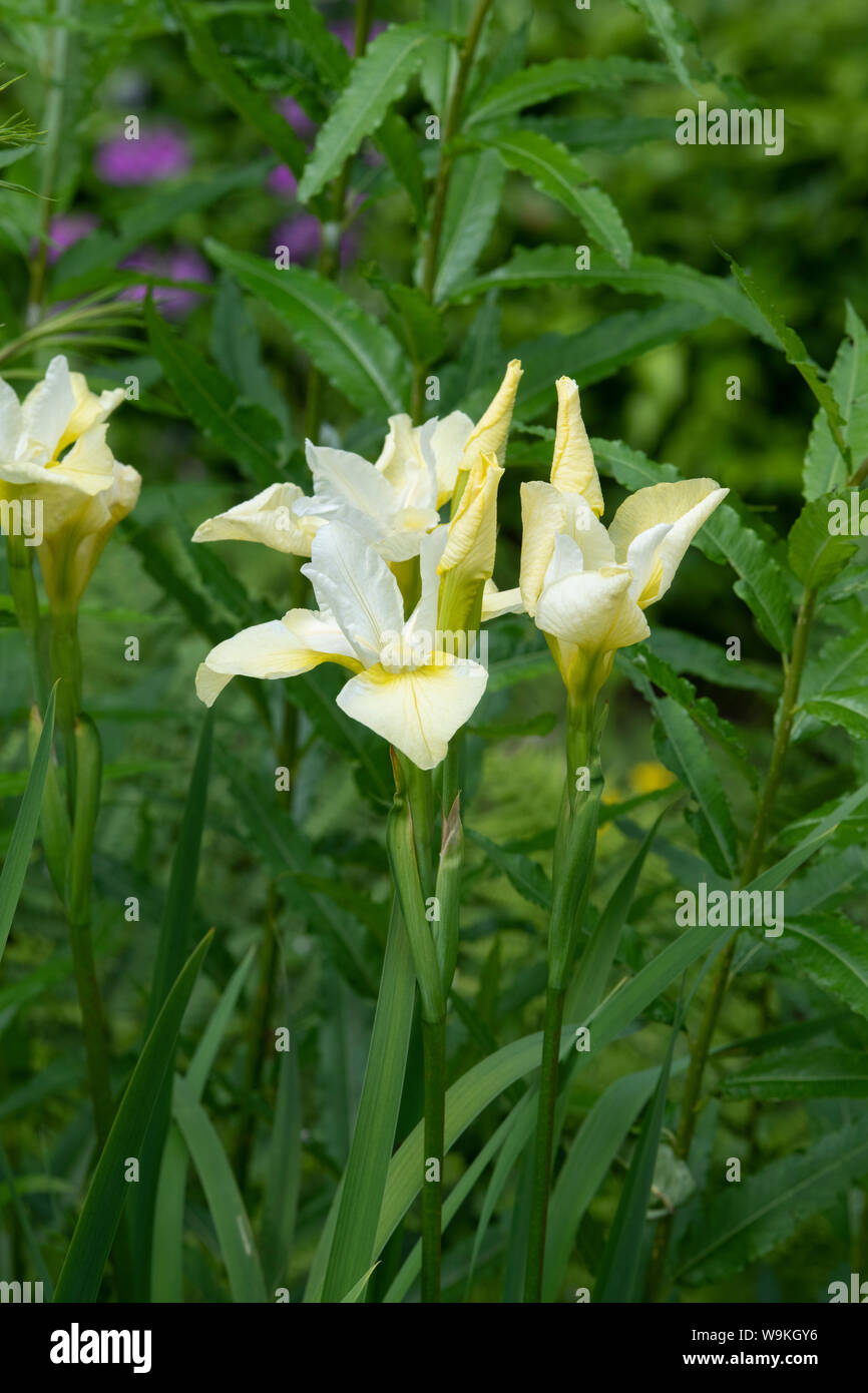Iris pumila "Butter und Zucker". Iris' Butter und Zucker". Sibirische iris Stockfoto