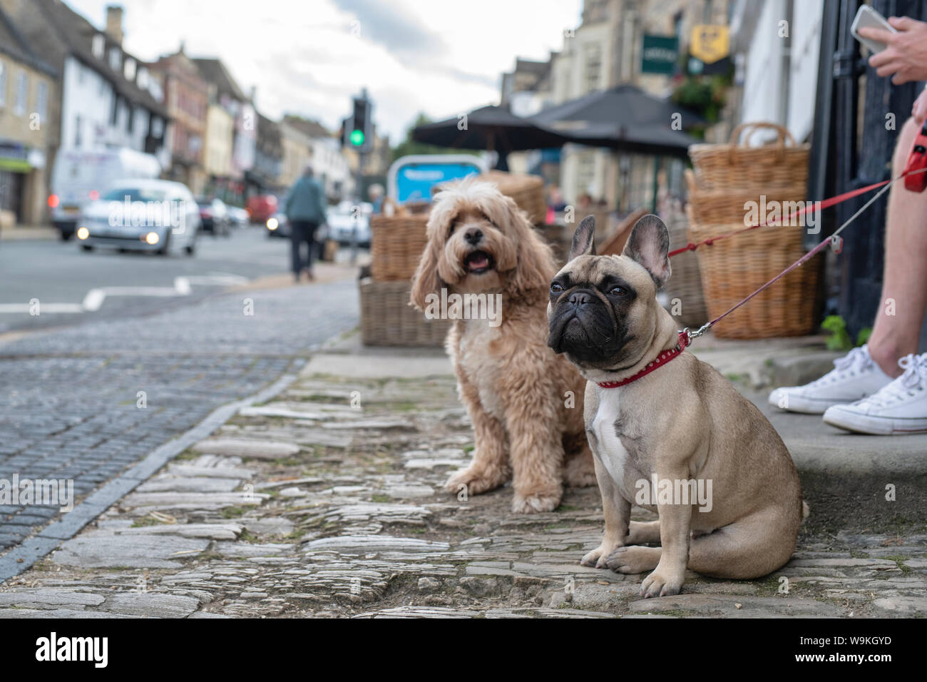 Französische Bulldogge und Cockapoo sitzen auf der Straße in Burford, Cotswolds, Oxfordshire, England Stockfoto