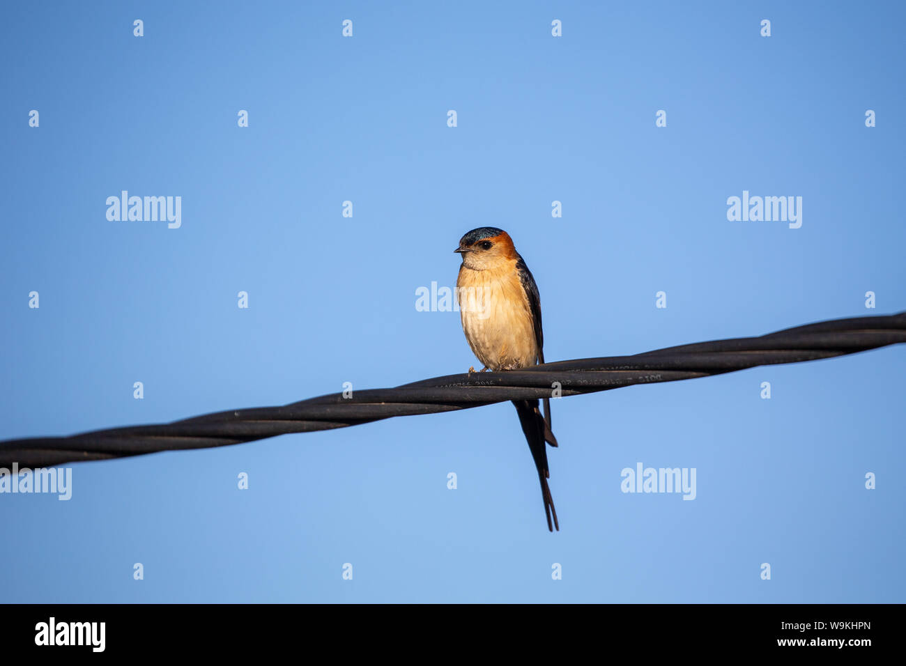 Red-rumped Swallow (Cecropis daurica) auf ein Stromkabel an der Algarve, Portugal. Stockfoto