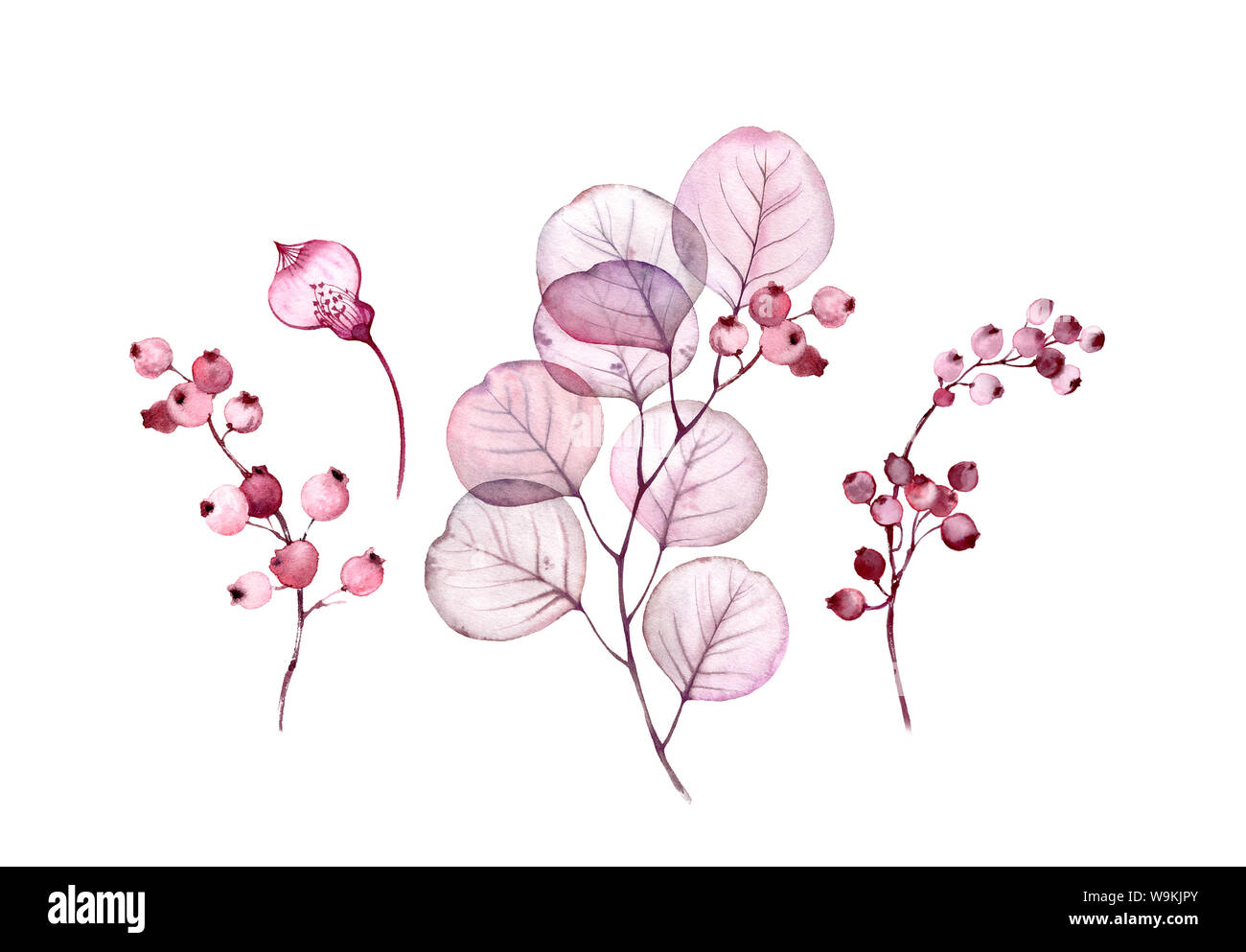 Aquarell Transparent Blumen auf Weiß Sammlung der Blätter, Beeren isoliert, Niederlassungen Sammlung in Pastell rosa, grau, violett, lila, botanische Stockfoto