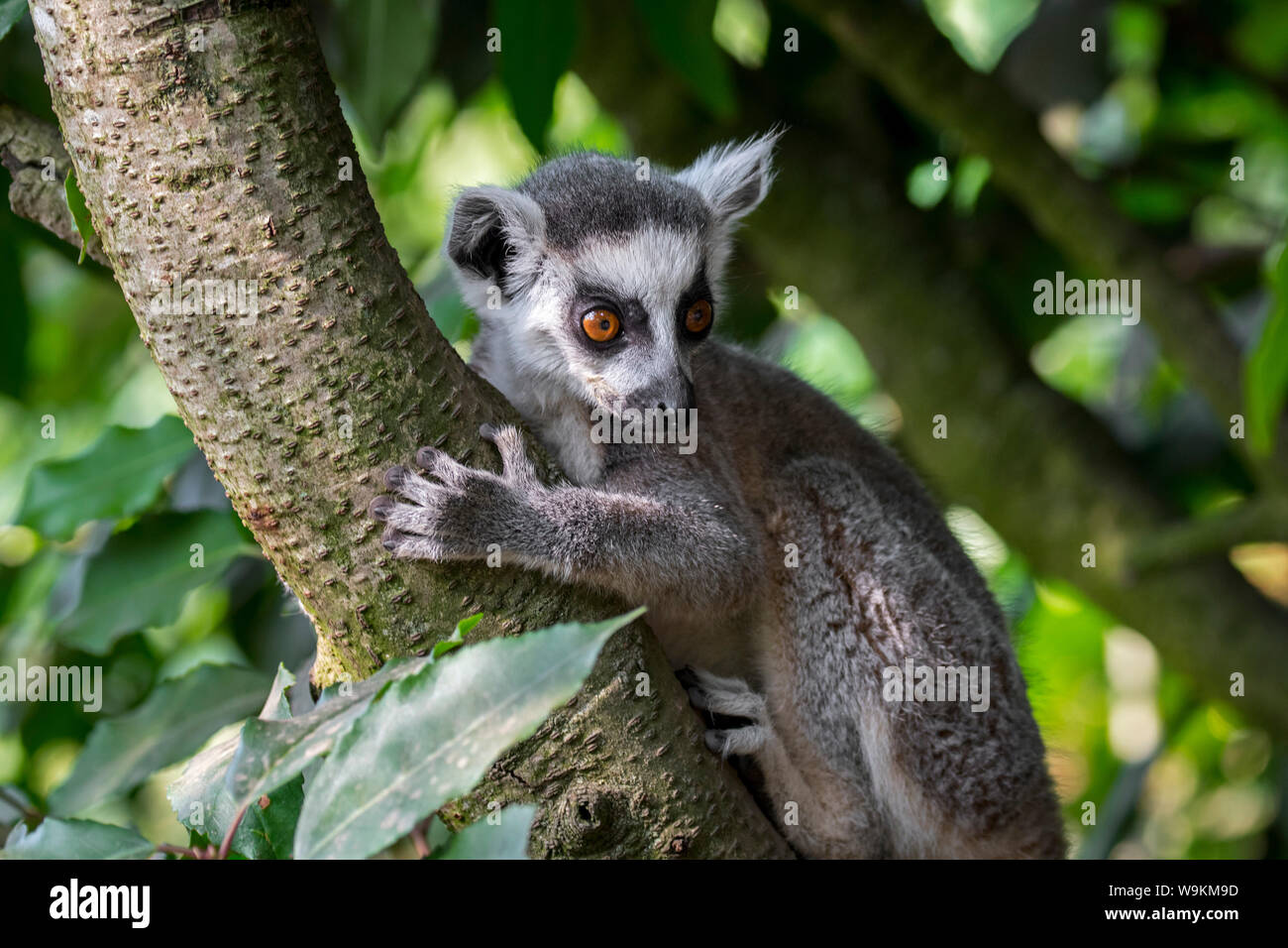 Klettertiere Stockfotos Und Bilder Kaufen Alamy