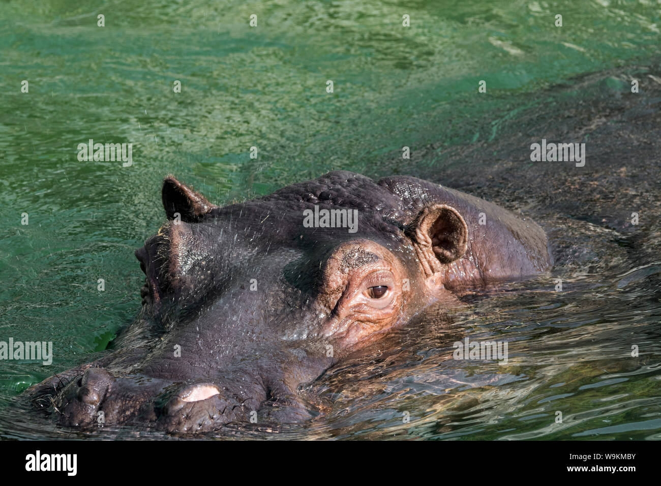 Untergetaucht gemeinsame Nilpferd / Flusspferd (Hippopotamus Amphibius) um durch Atmen auftauchen ausgesetzt Nase im Wasser des Flusses Stockfoto