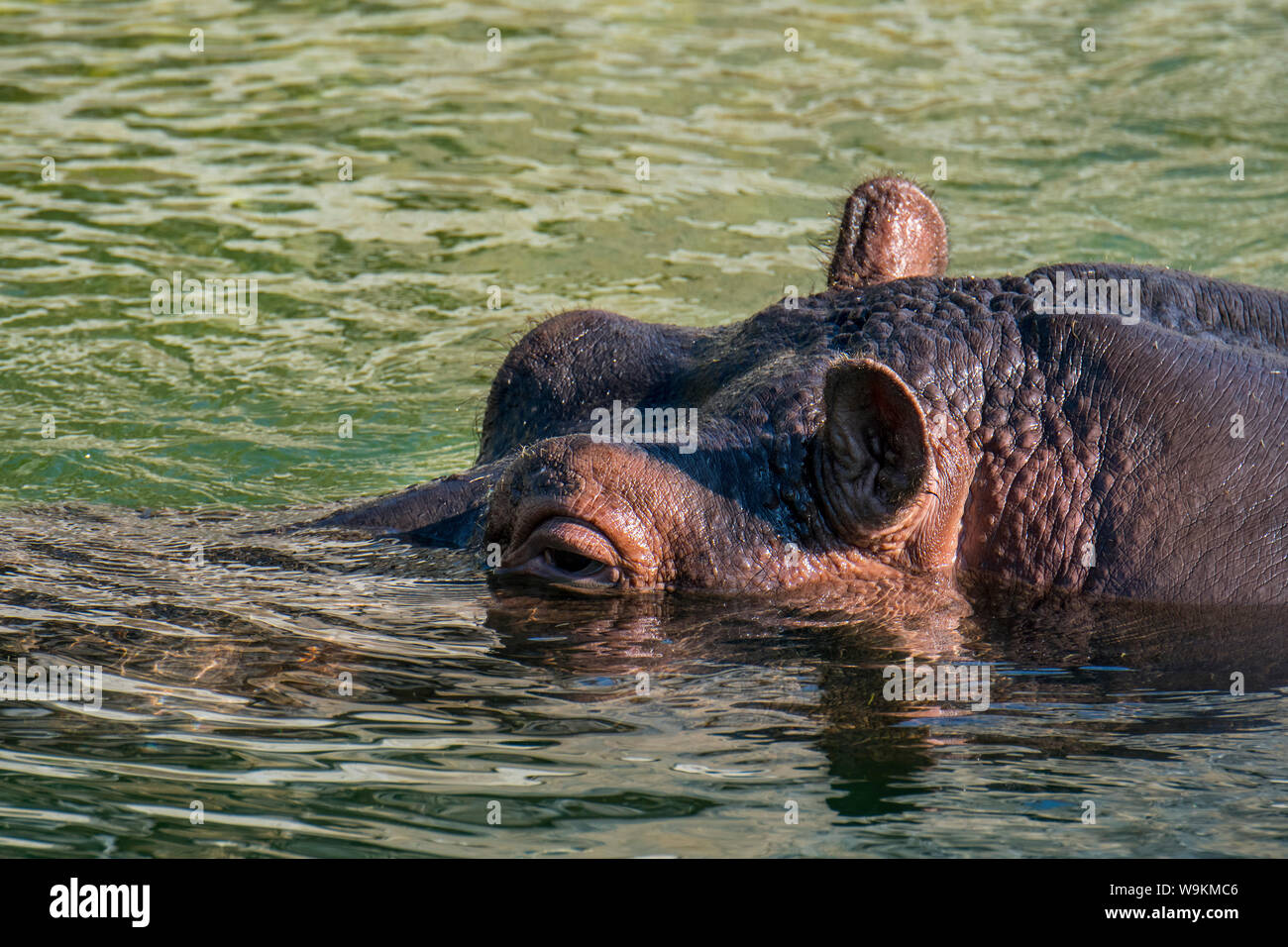 In der Nähe von schwimmenden gemeinsame Flusspferd/ hippo (Hippopotamus amphibius) in See Stockfoto